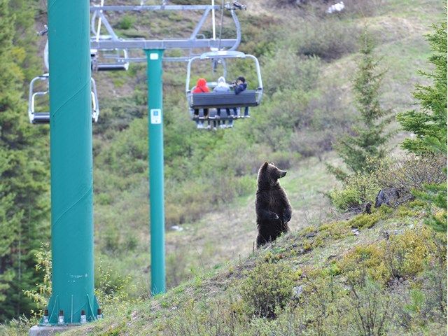 People on the sightseeing chairlift with a bear below.