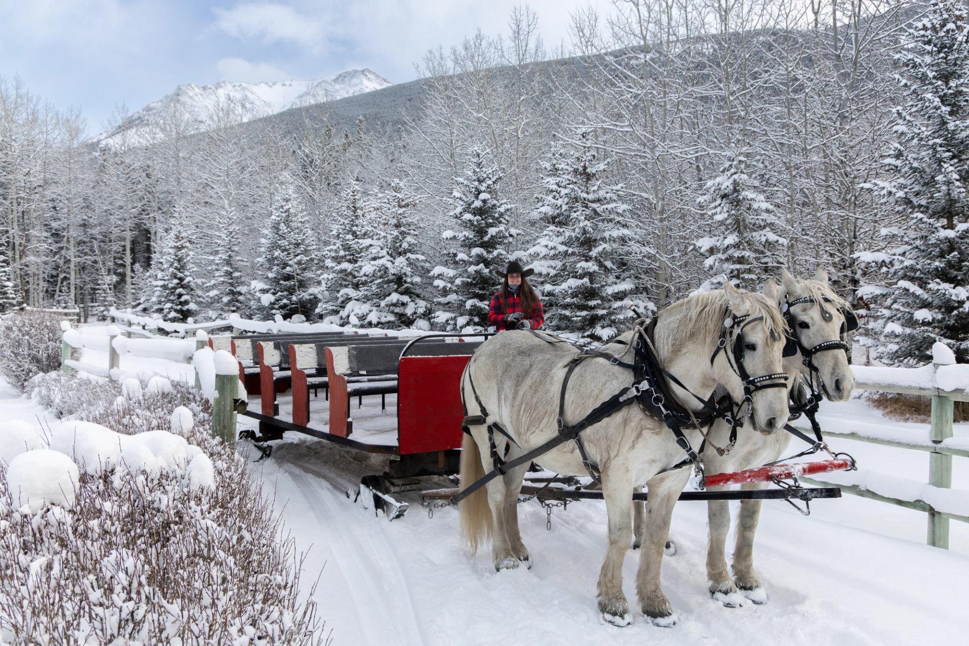Two grey horses pull a red sleigh with a driver through a snowy forest with mountains in the background.