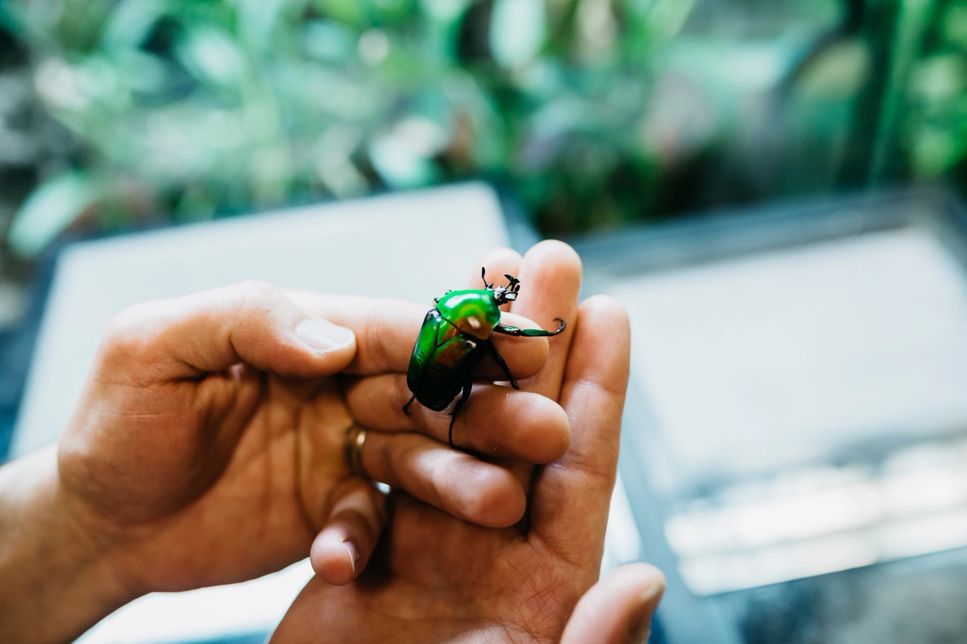 Hands holding a bright green beetle with black legs against blurred background.