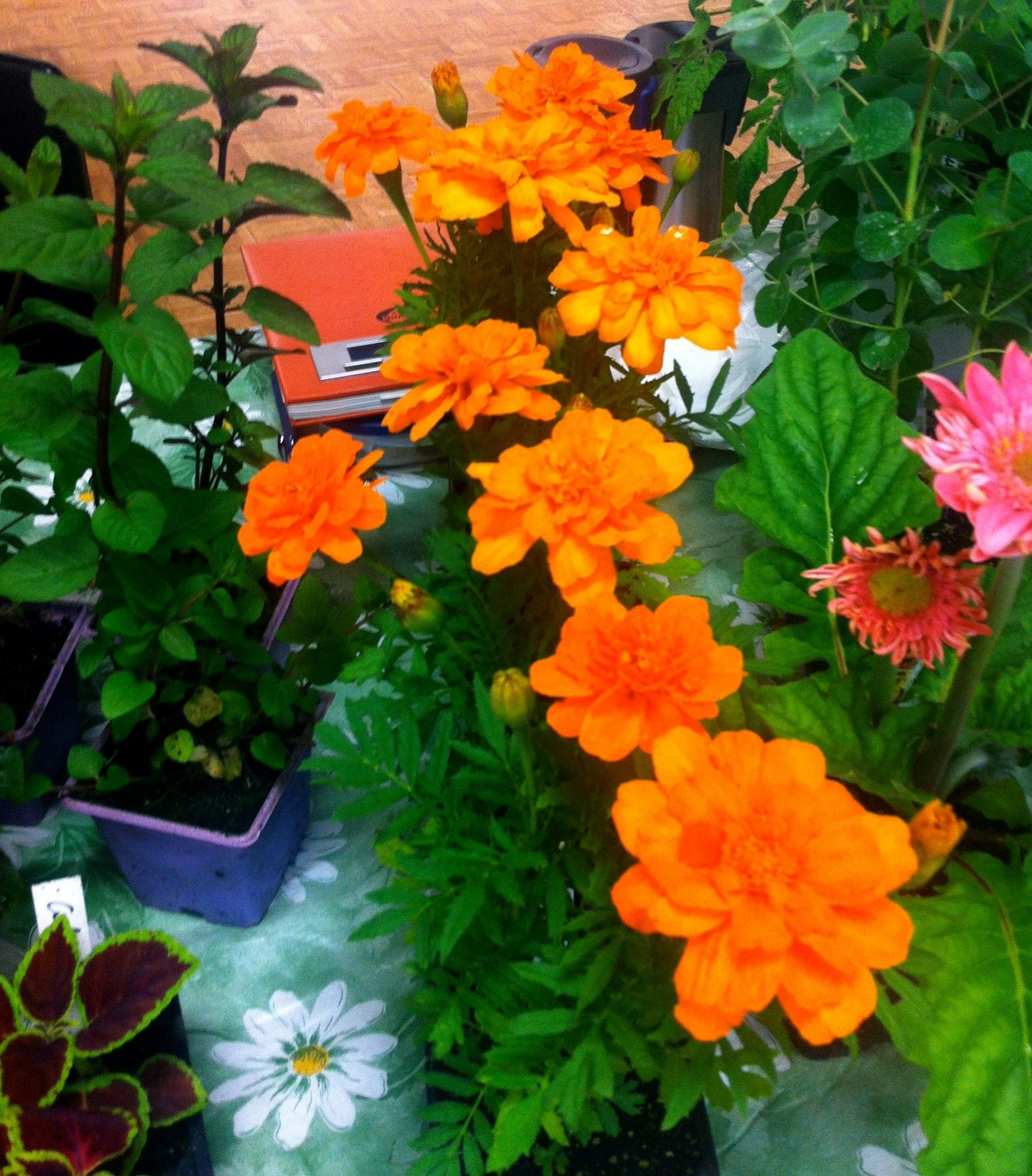 Orange marigolds and assorted potted plants at Boyle Farmers' Market.