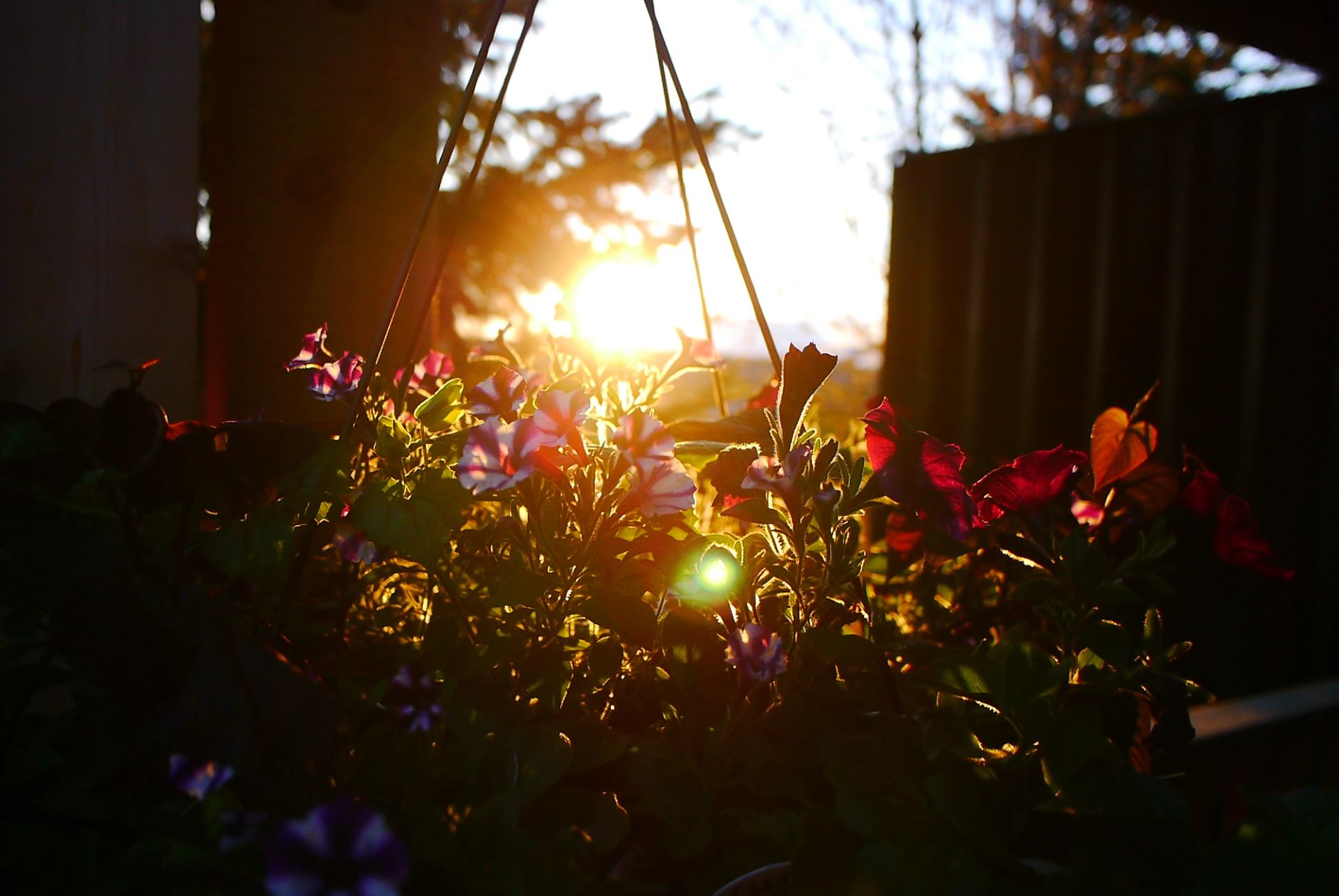 Sunlight streams through flowering plants, casting a warm golden glow over petals and leaves. The soft light highlights a peaceful outdoor garden near the retreat.