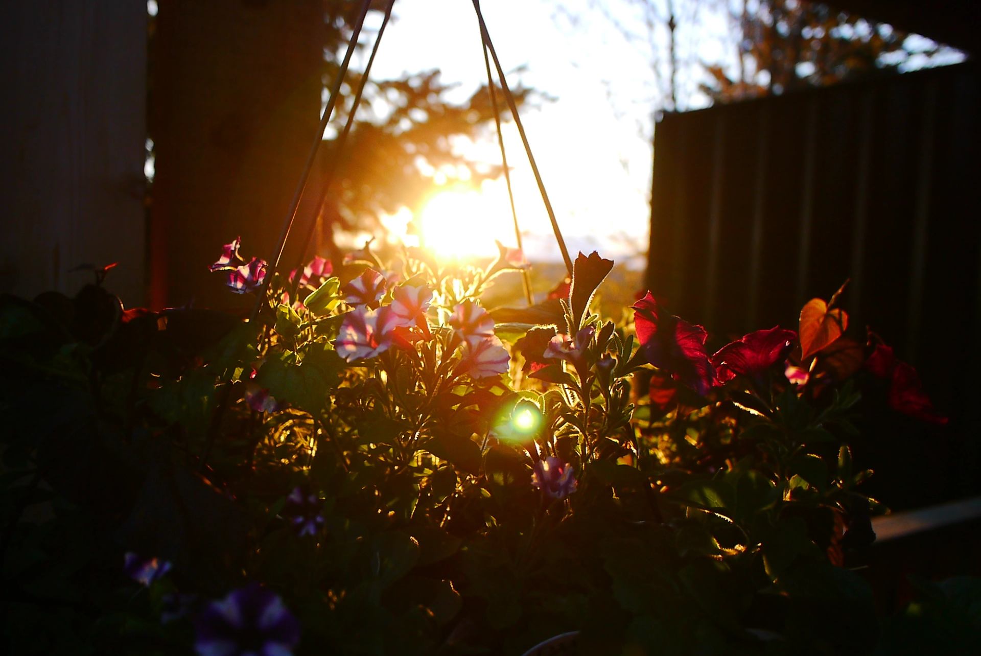 Sunlight streams through flowering plants, casting a warm golden glow over petals and leaves. The soft light highlights a peaceful outdoor garden near the retreat.