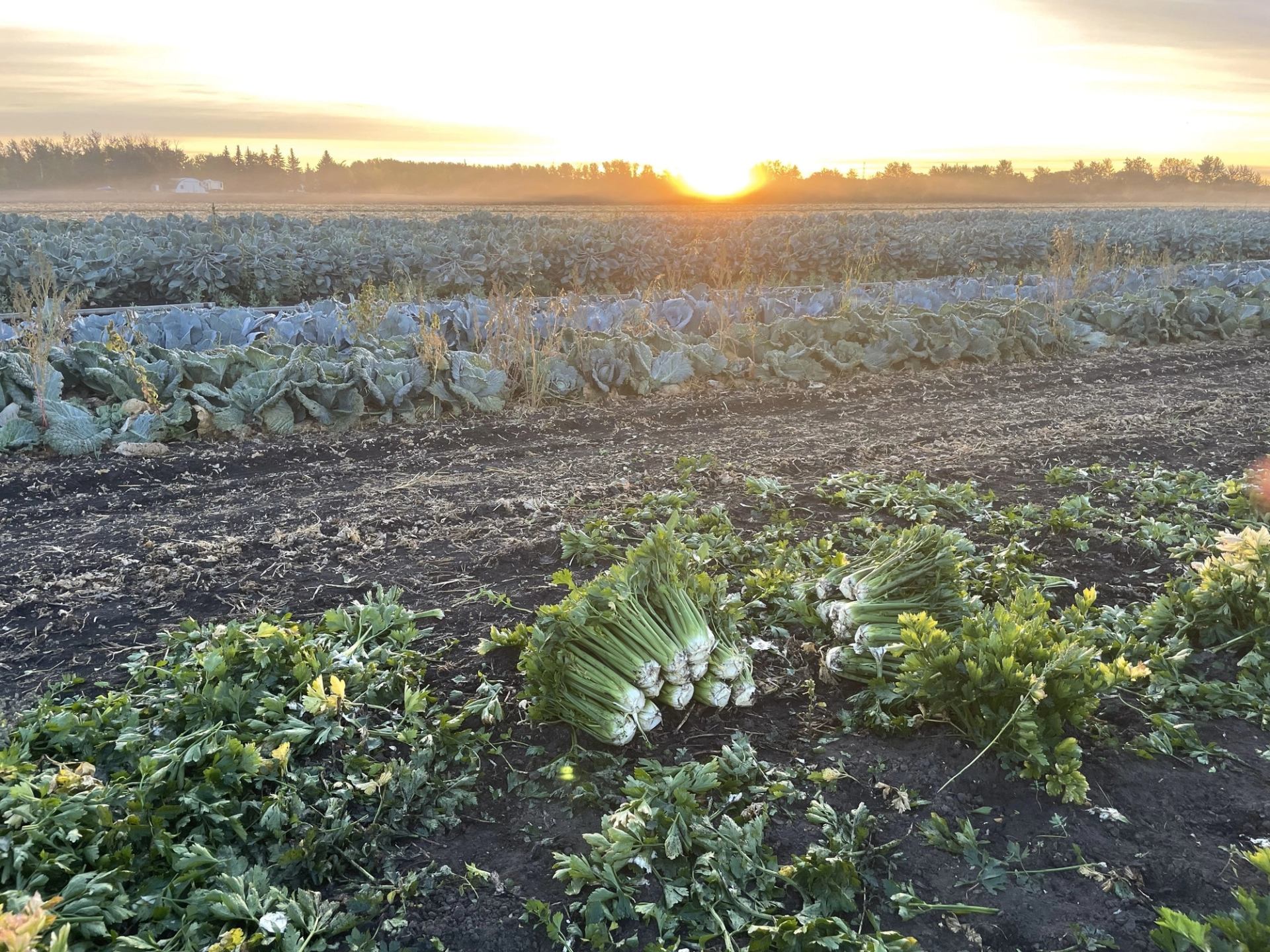 Celery bundles lying on dark soil in a vegetable field at sunrise.