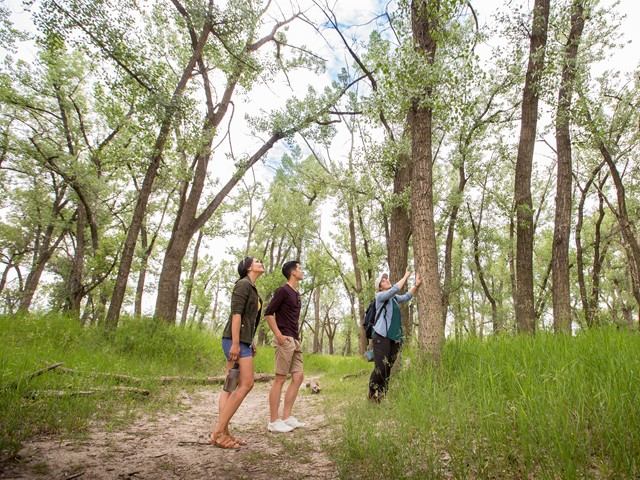 People exploring forest trail with tall trees and lush greenery.