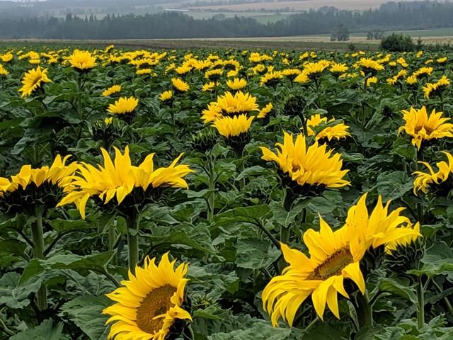 A field of sunflowers