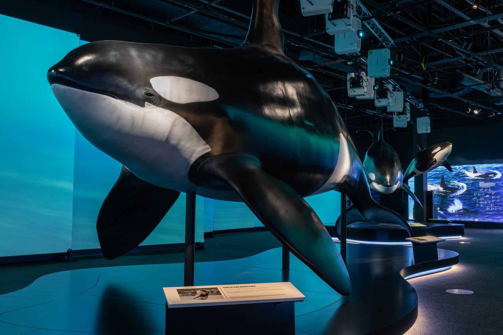 A life sized model of an Orca.