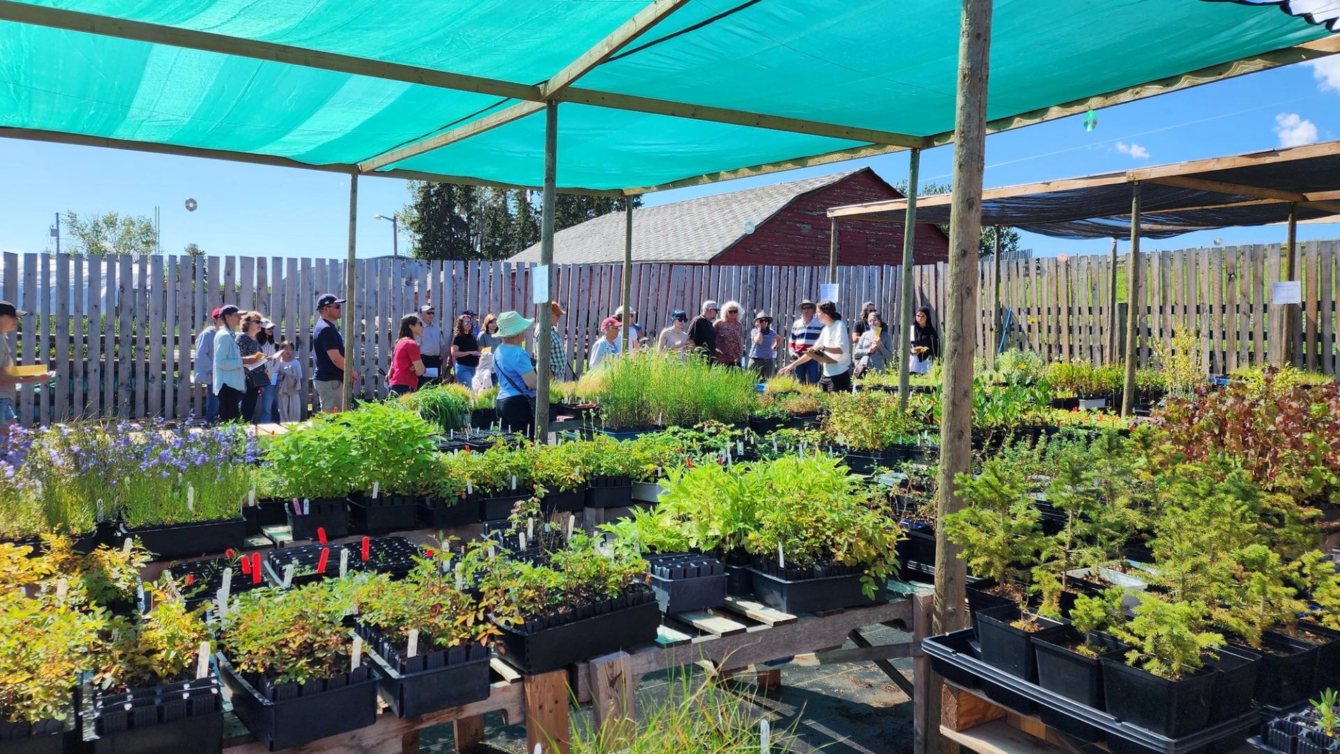 Plant nursery tables with potted seedlings under shade canopy, visitors browsing in background.