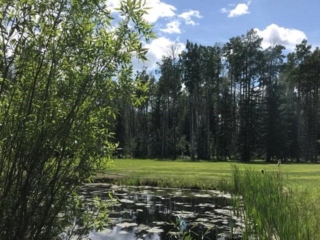 Pond with tall grasses and trees beside a fairway at Pipestone Golf Club on a sunny day.