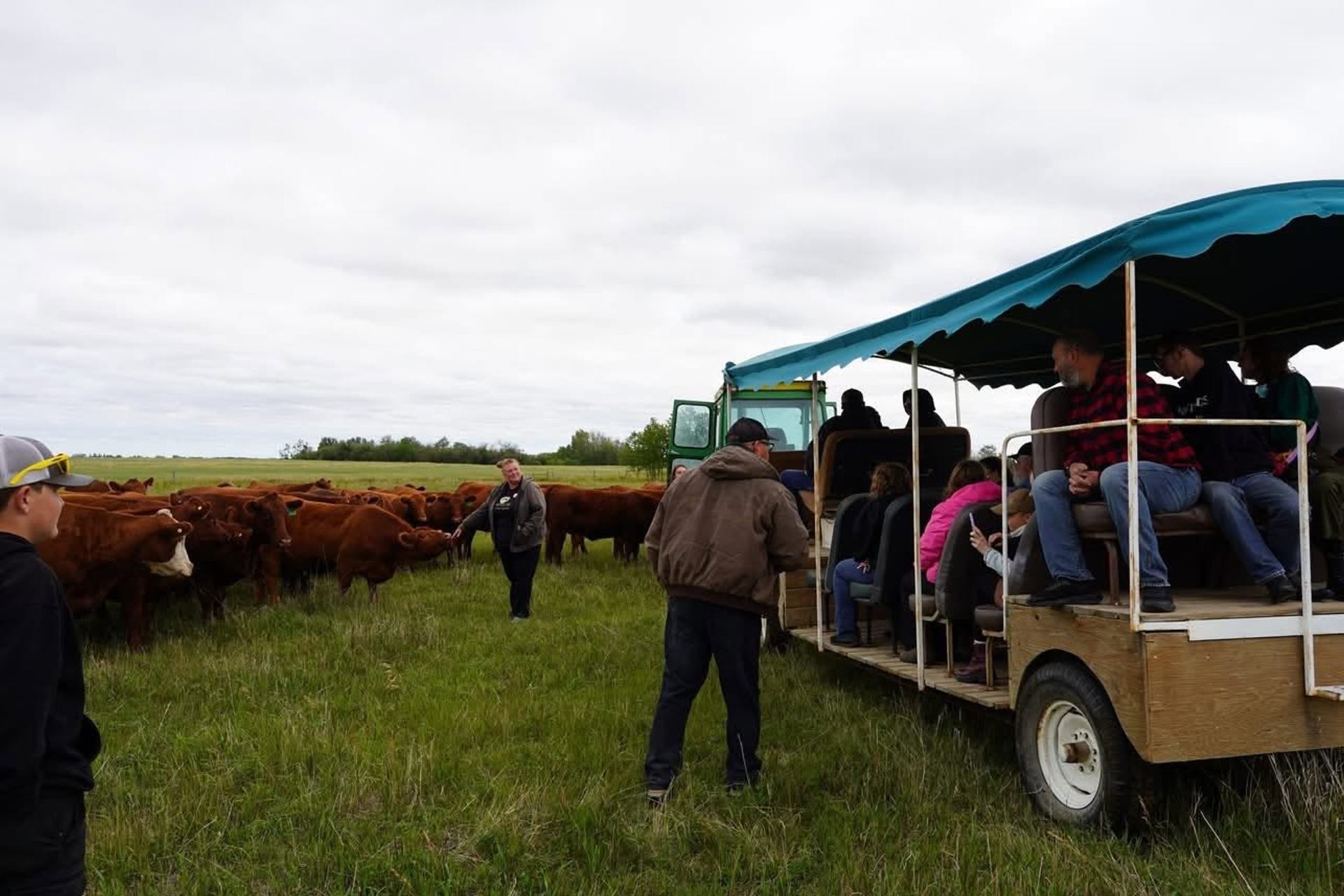 Visitors ride a wagon through pasture while a herd of cattle gathers nearby.