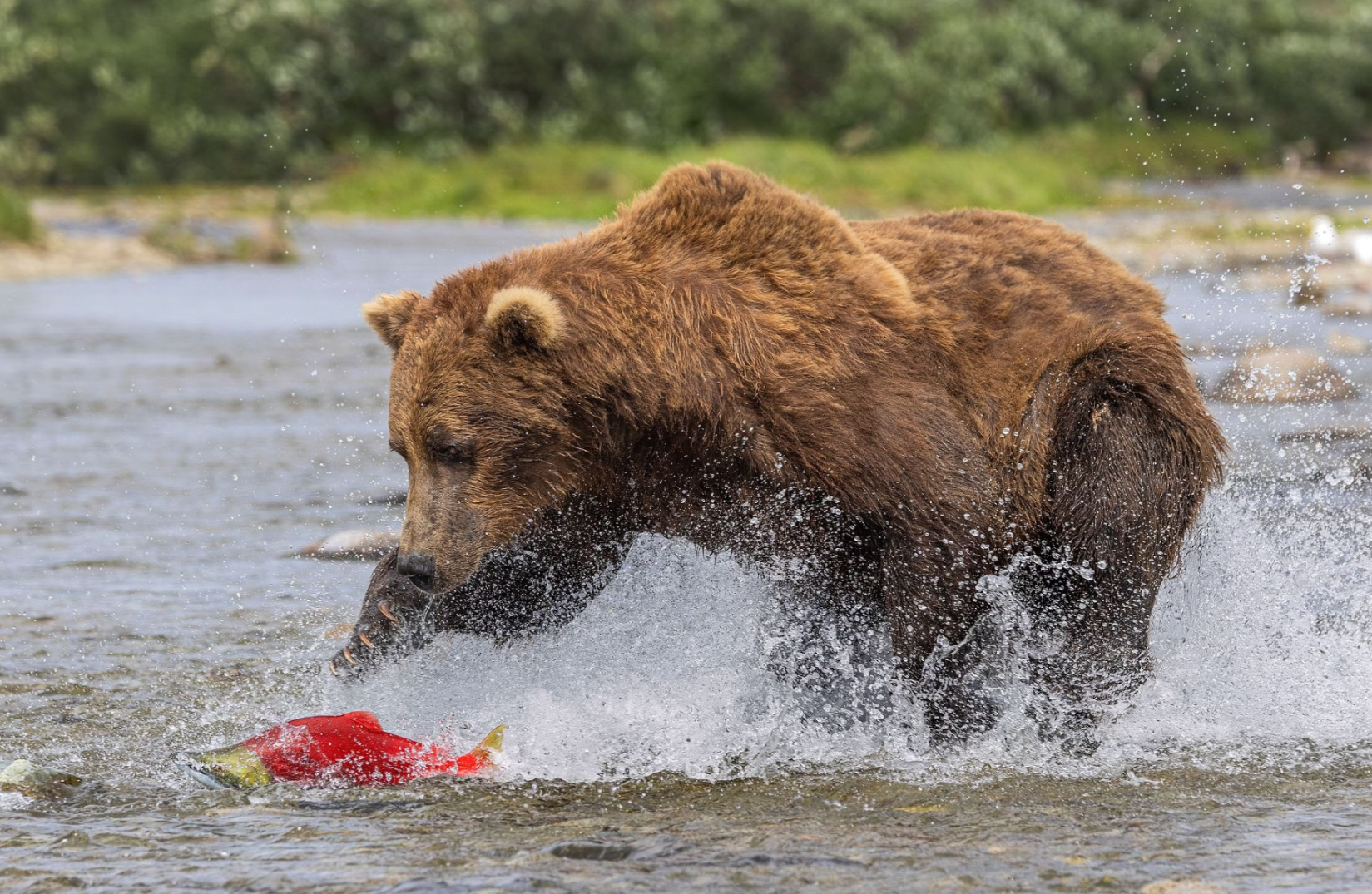 Brown bear splashes through shallow river while chasing bright red salmon near shore
