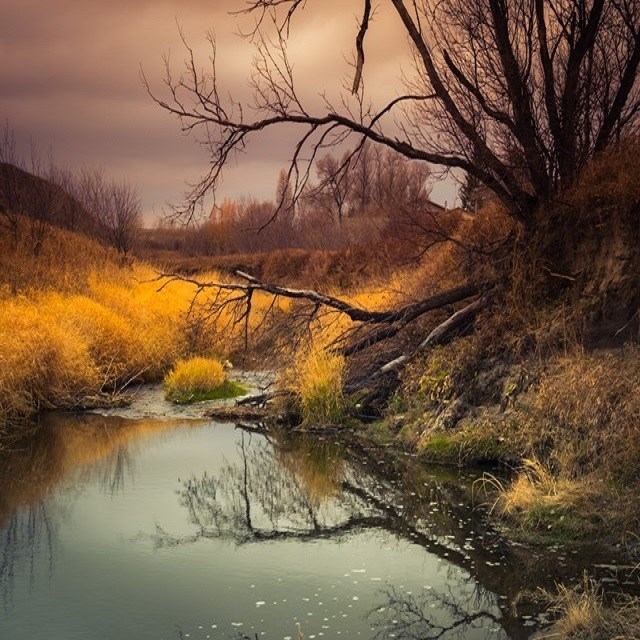 Creek bend with reflected bare trees and yellow grasses under cloudy sky.