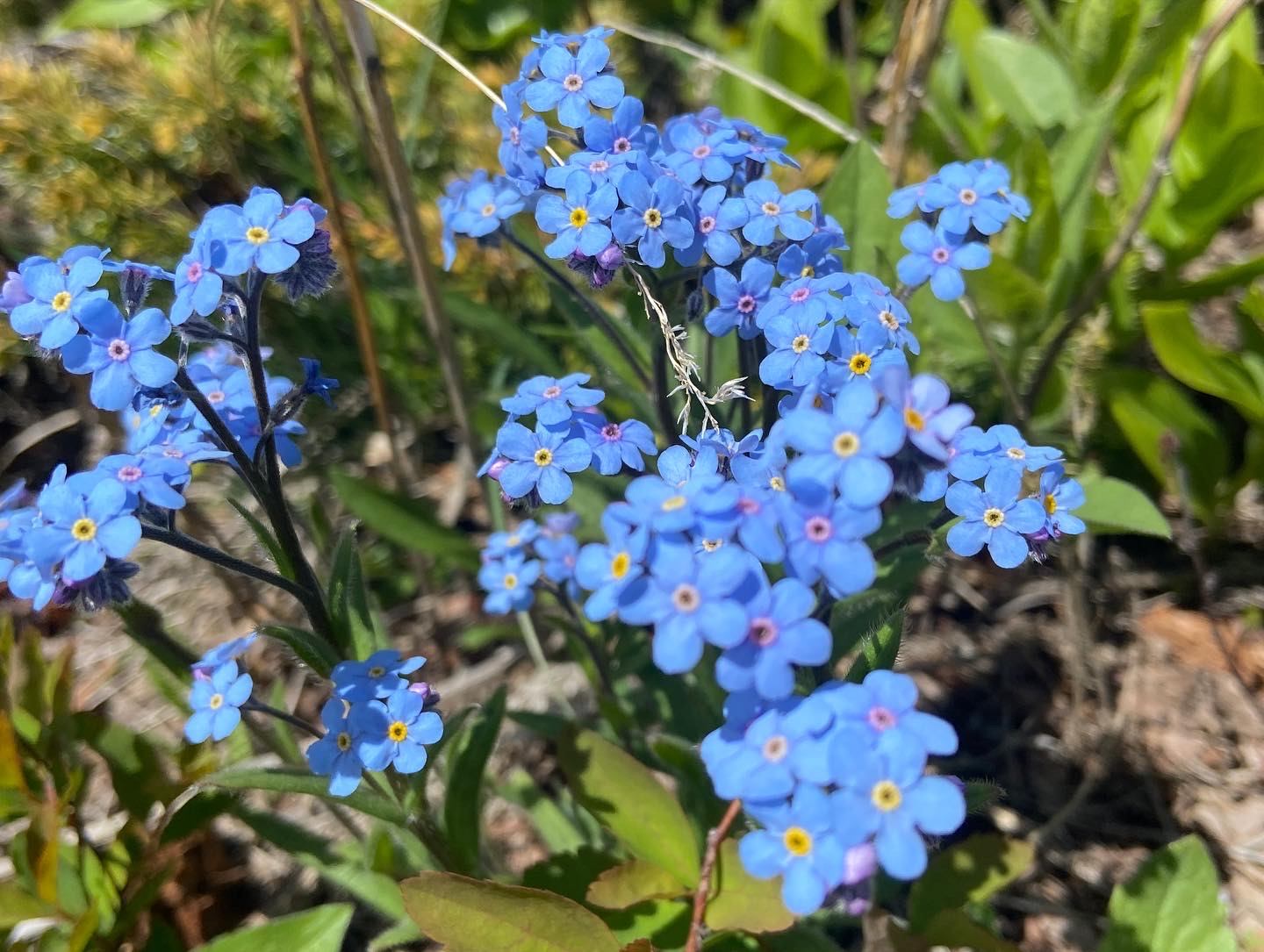 Cluster of small blue forget-me-not flowers growing among green leaves and soil.