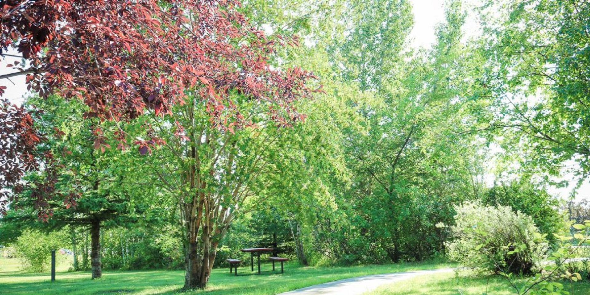 Grassy park area with trees, picnic table, and walking path at Eastview Park Campground.