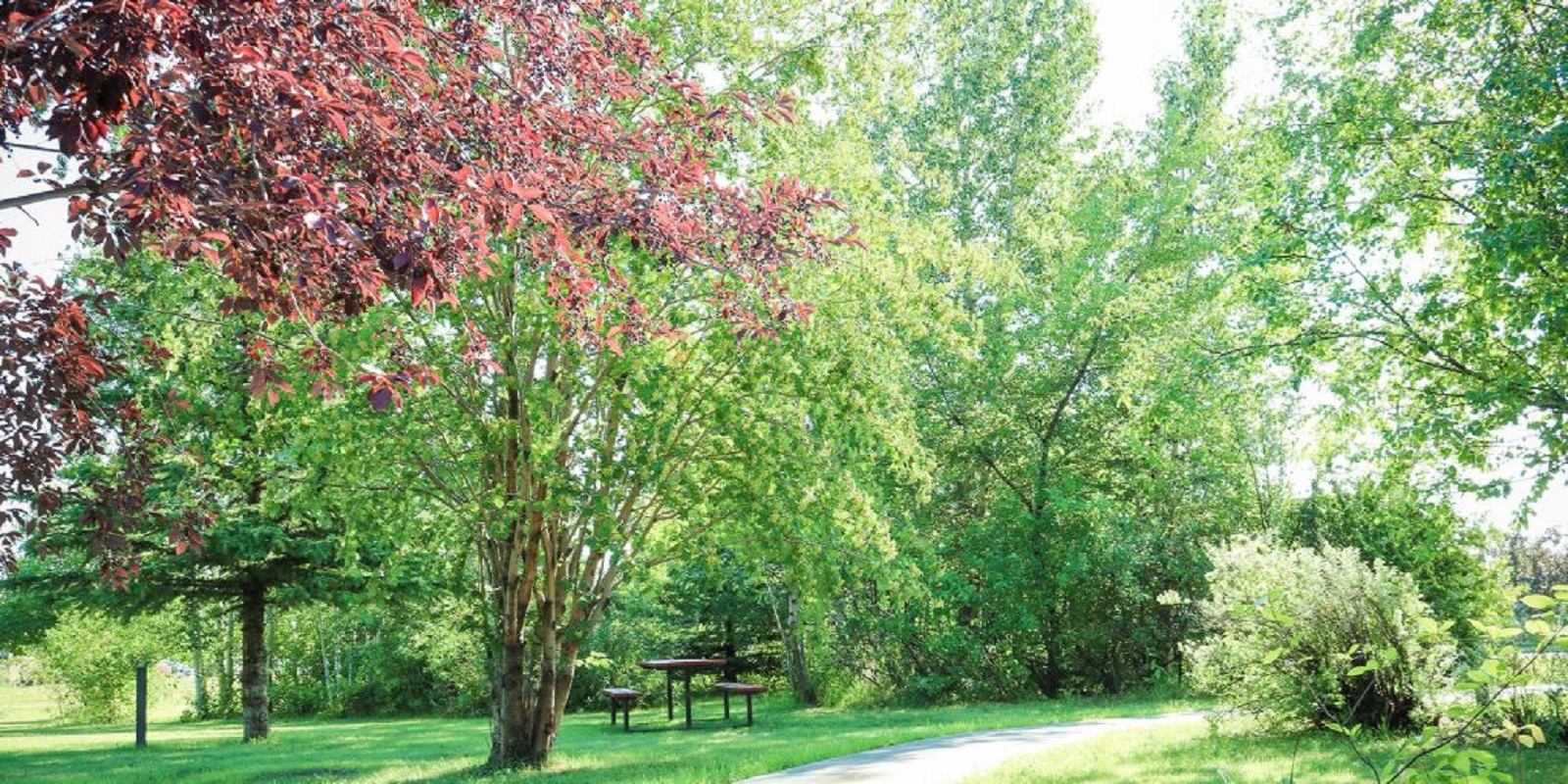 Grassy park area with trees, picnic table, and walking path at Eastview Park Campground.