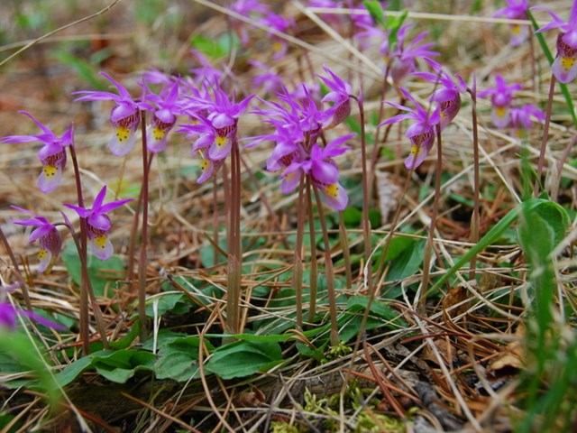 Wildflowers growing in the park