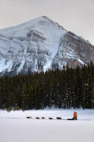 A distant shot of a dog sledding tour, mountains and forest in the background, in Lake Louise, Banff National Park