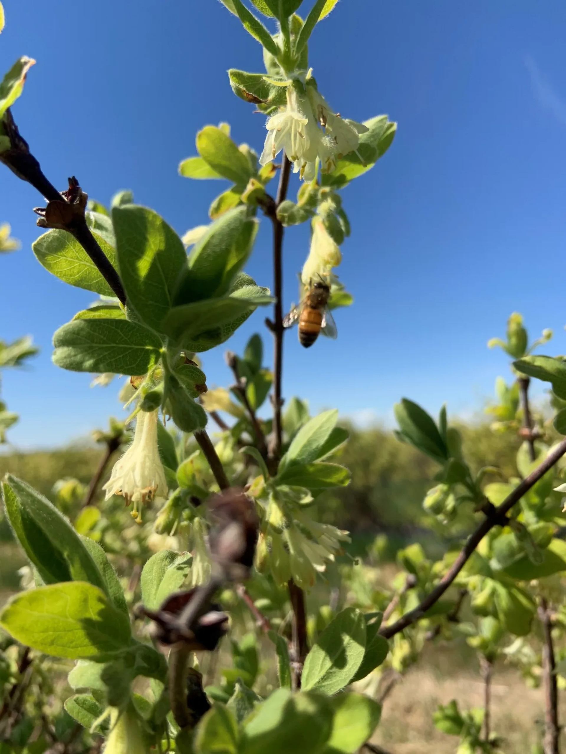 Honeybee on small white blossoms among green leaves under clear blue sky.