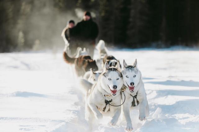 A close up of the husky dogs as they lead their dog sled across the snowy Spray Lakes.