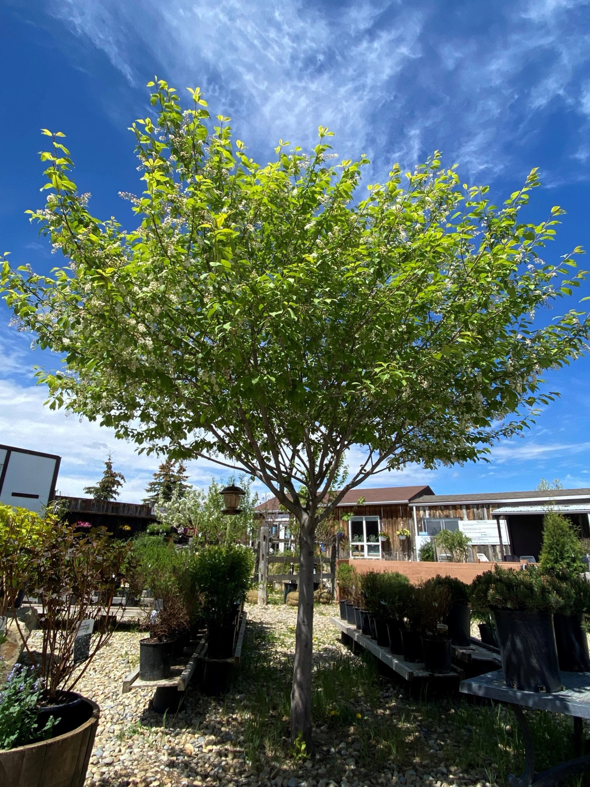Flowering tree above potted shrubs on tables, with wooden building behind.