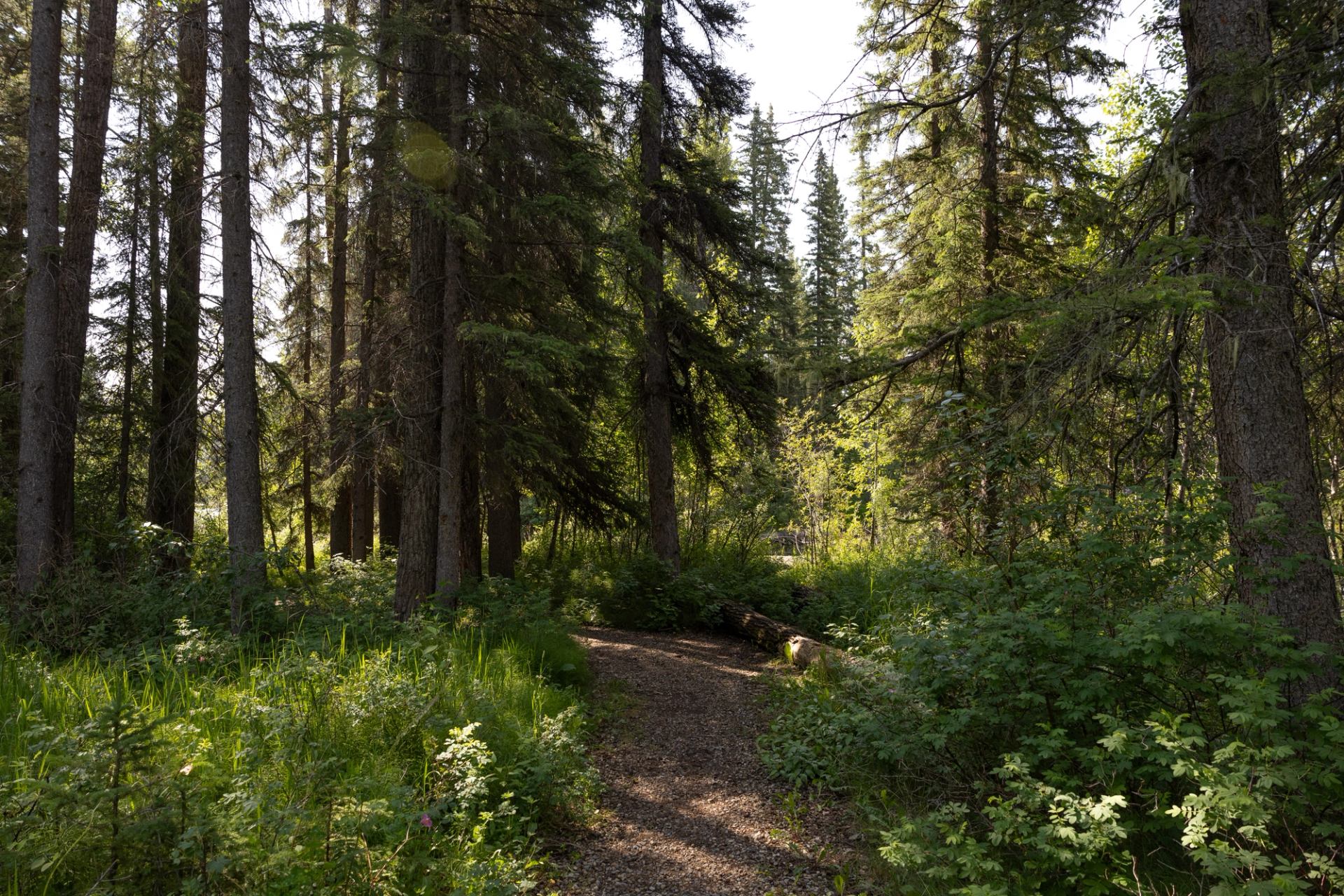 Forest trail winding through tall evergreen trees and dense green undergrowth.
