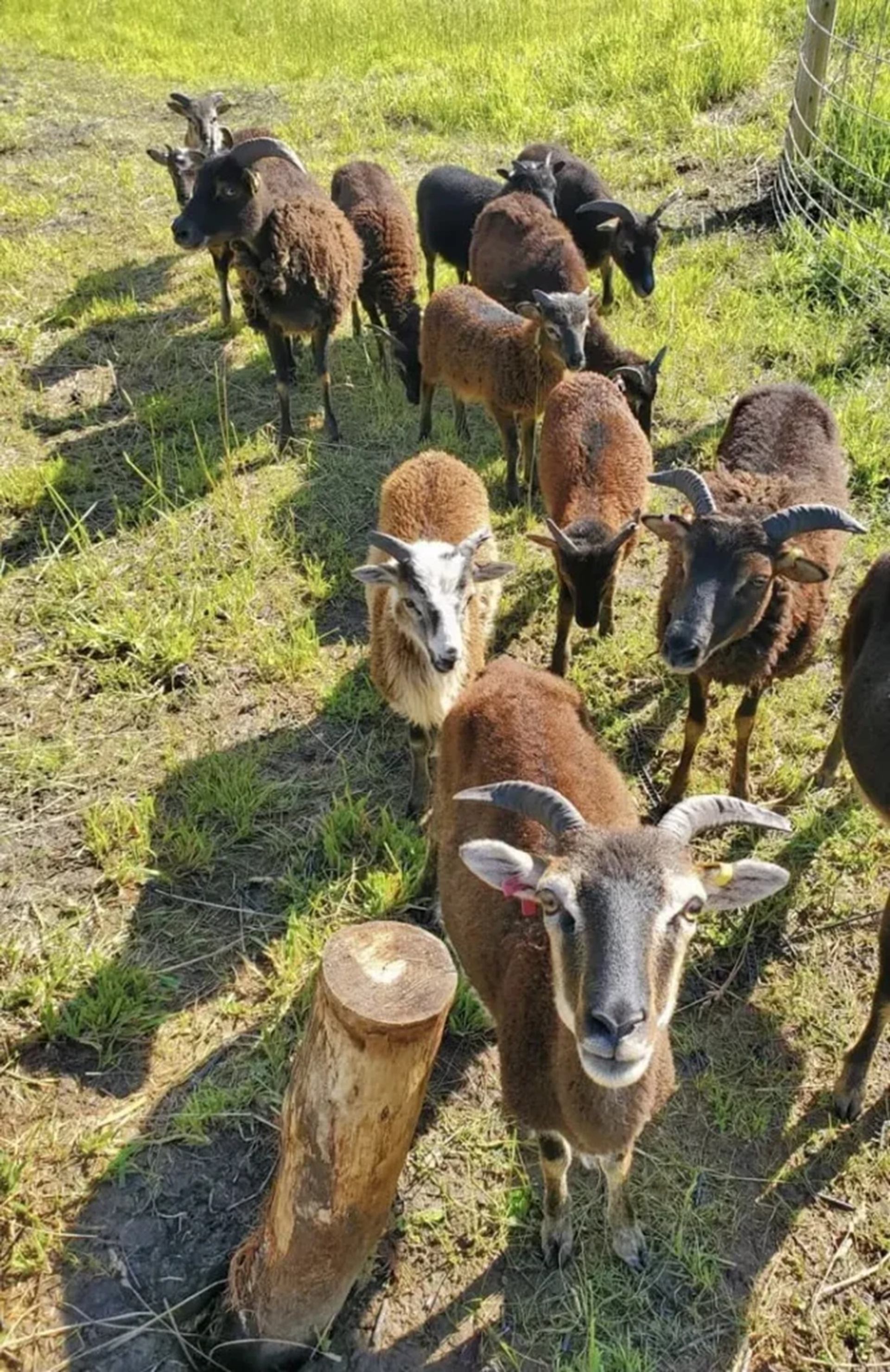 Small herd of brown and black goats standing on grassy ground near a fence.
