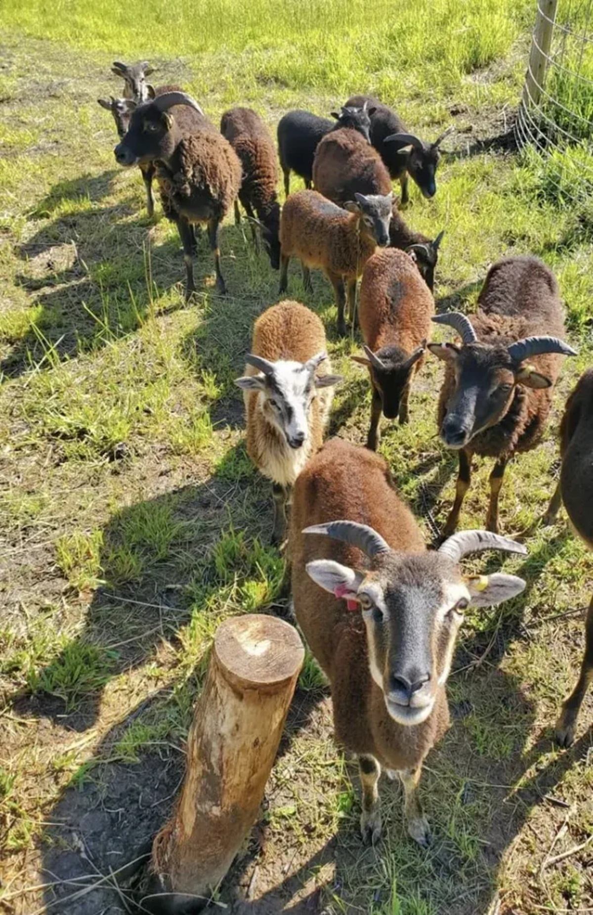 Small herd of brown and black goats standing on grassy ground near a fence.