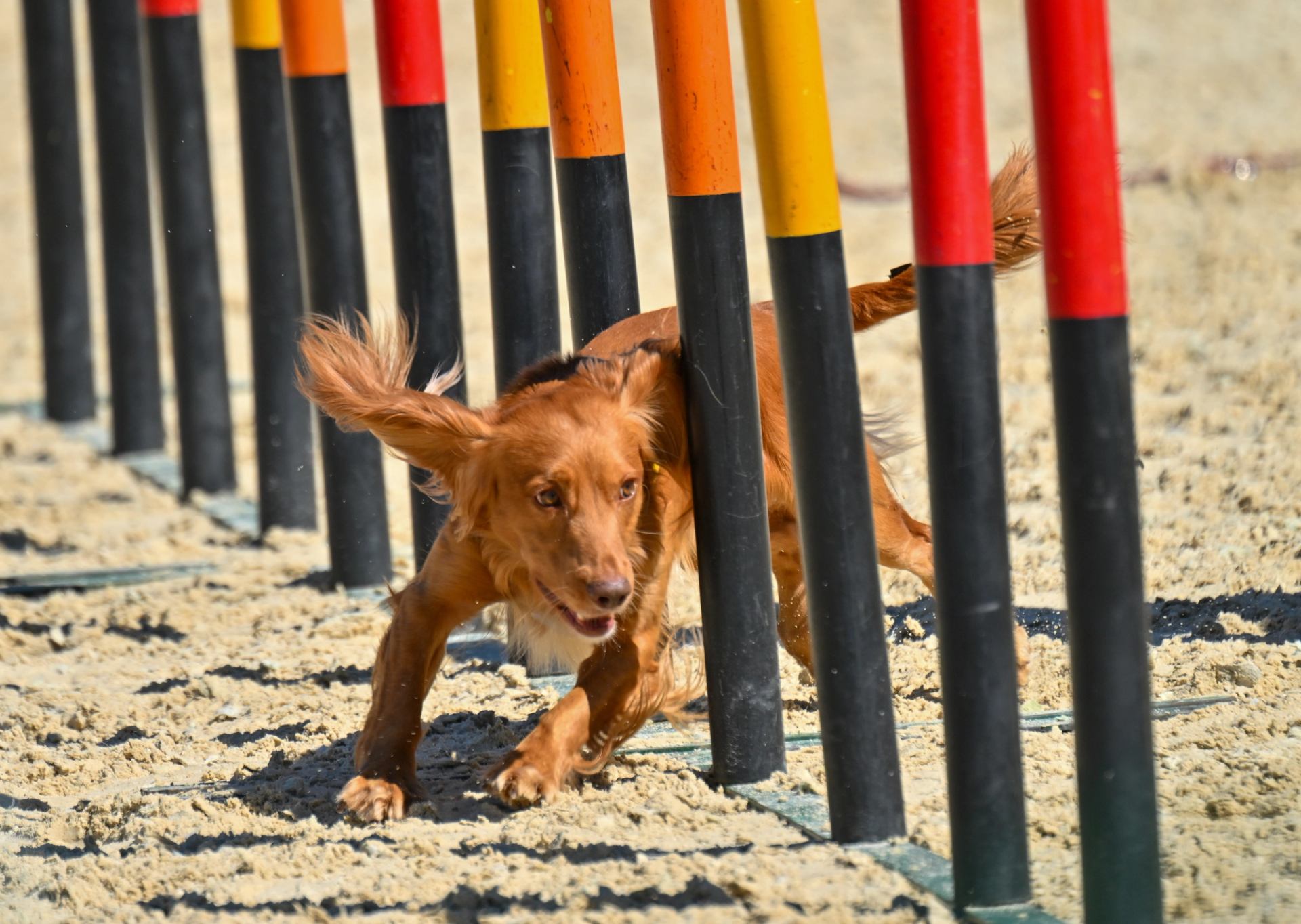Dog weaving quickly through agility poles on a sandy course