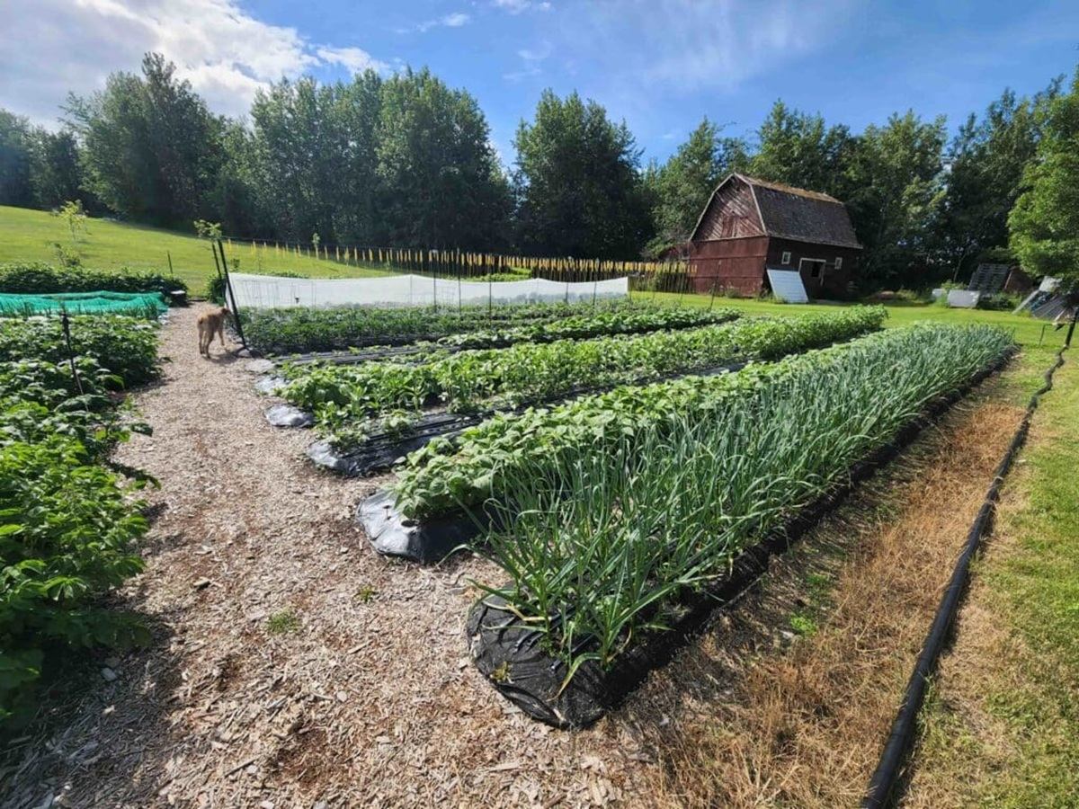 Vegetable garden rows with mulch path, dog walking, and red barn beside trees.