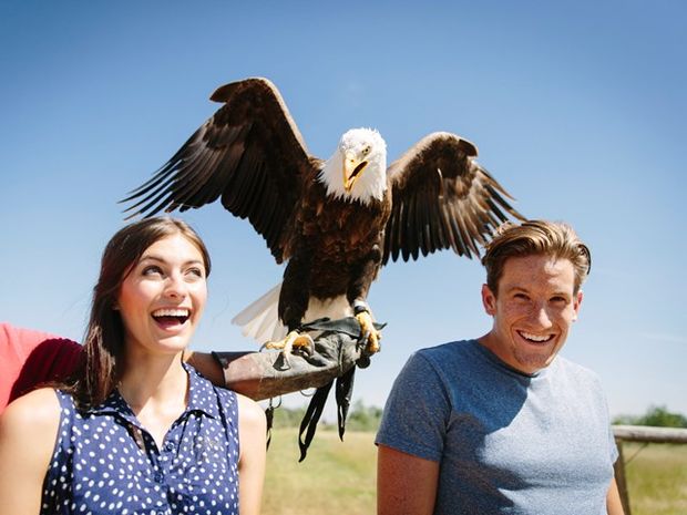 A young couple posing with a bald eagle at the Alberta Birds of Prey Visitor's Centre in Coaldale.