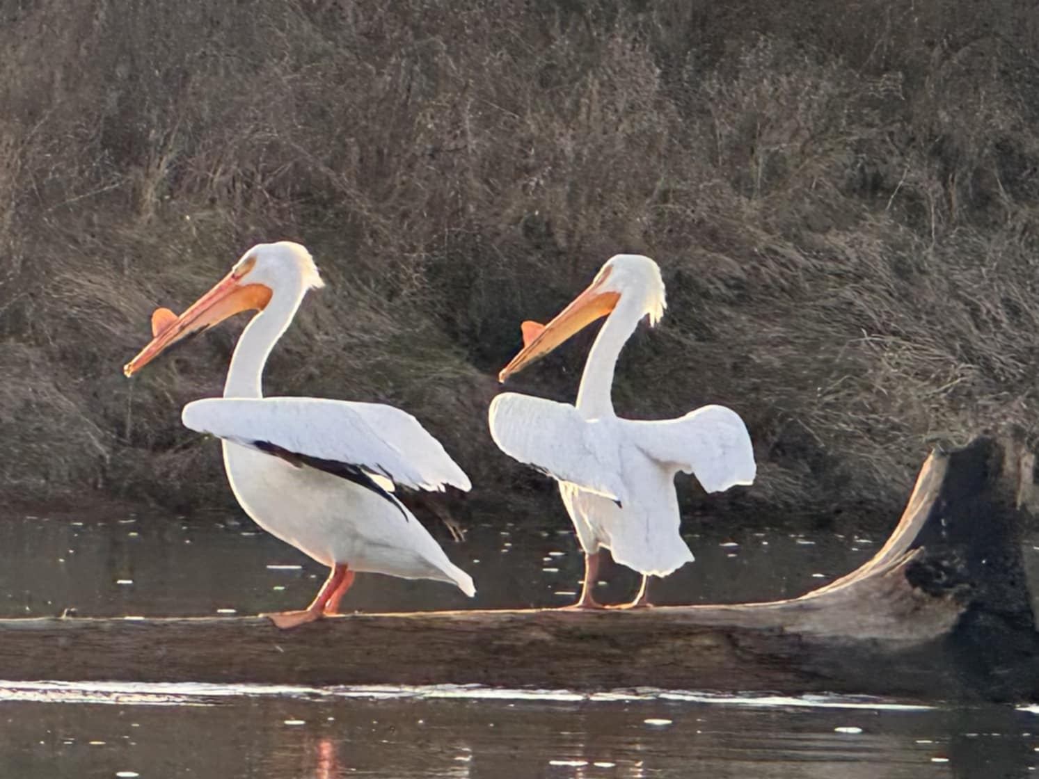 Two Pelicans perched on the stick over the lake