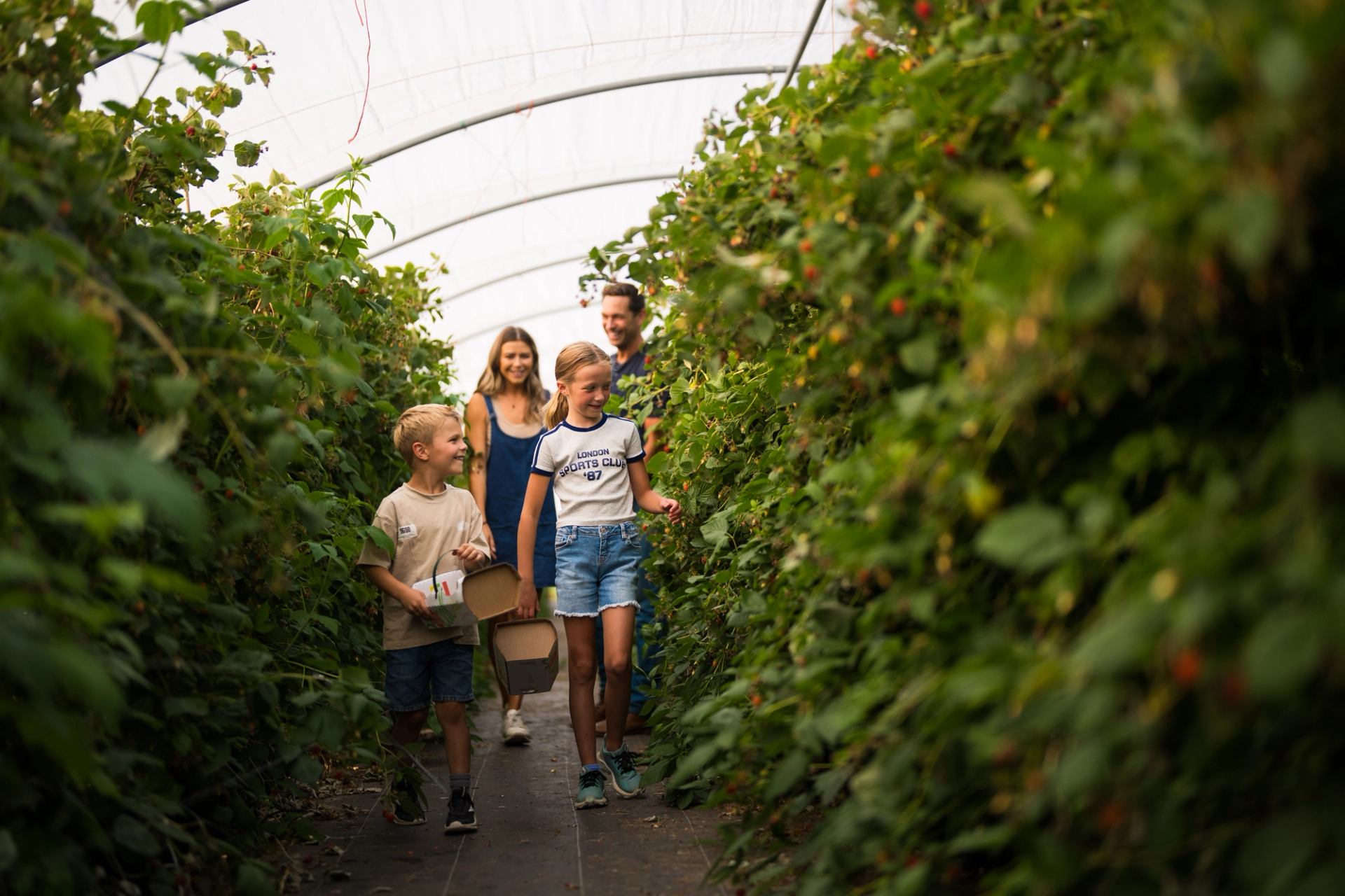 A family raspberry picking in a covered field at The Jungle Farm.