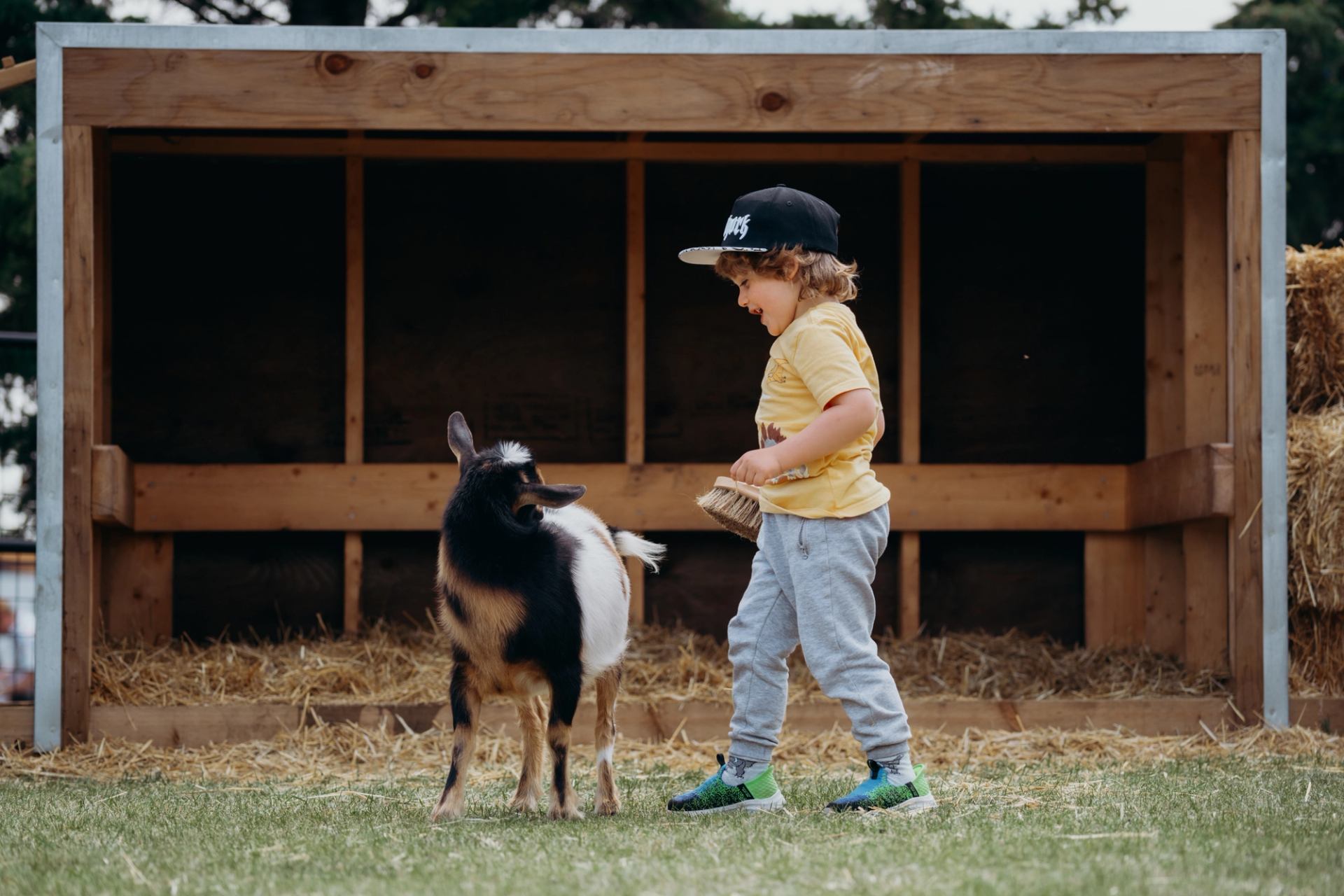 Child holding a feed cup while standing near a goat in a farmyard enclosure.