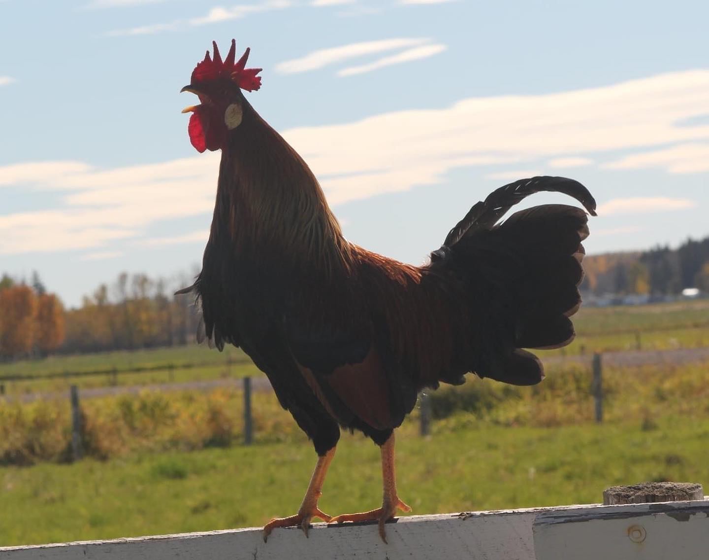 Rooster standing on a white fence rail in a grassy rural field.