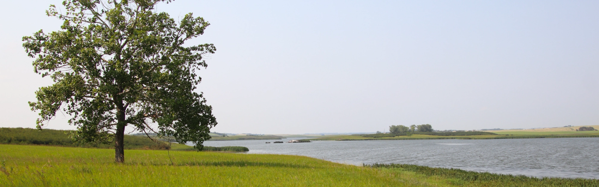 A lone tree by calm river waters amid green grass under a clear sky