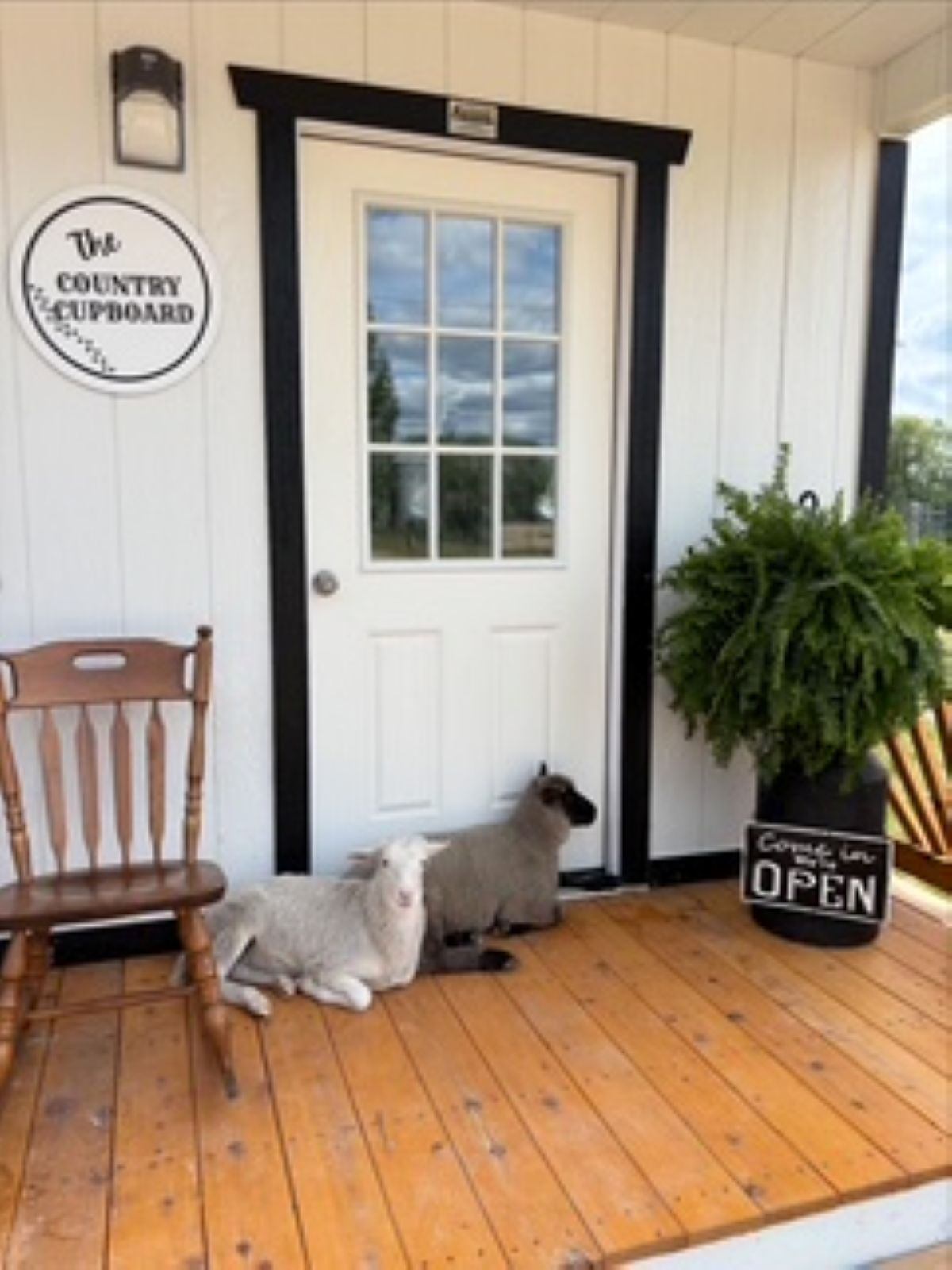 Two sheep rest on a wooden porch outside a white building with a "The Country Cupboard" sign and an "OPEN" sign.