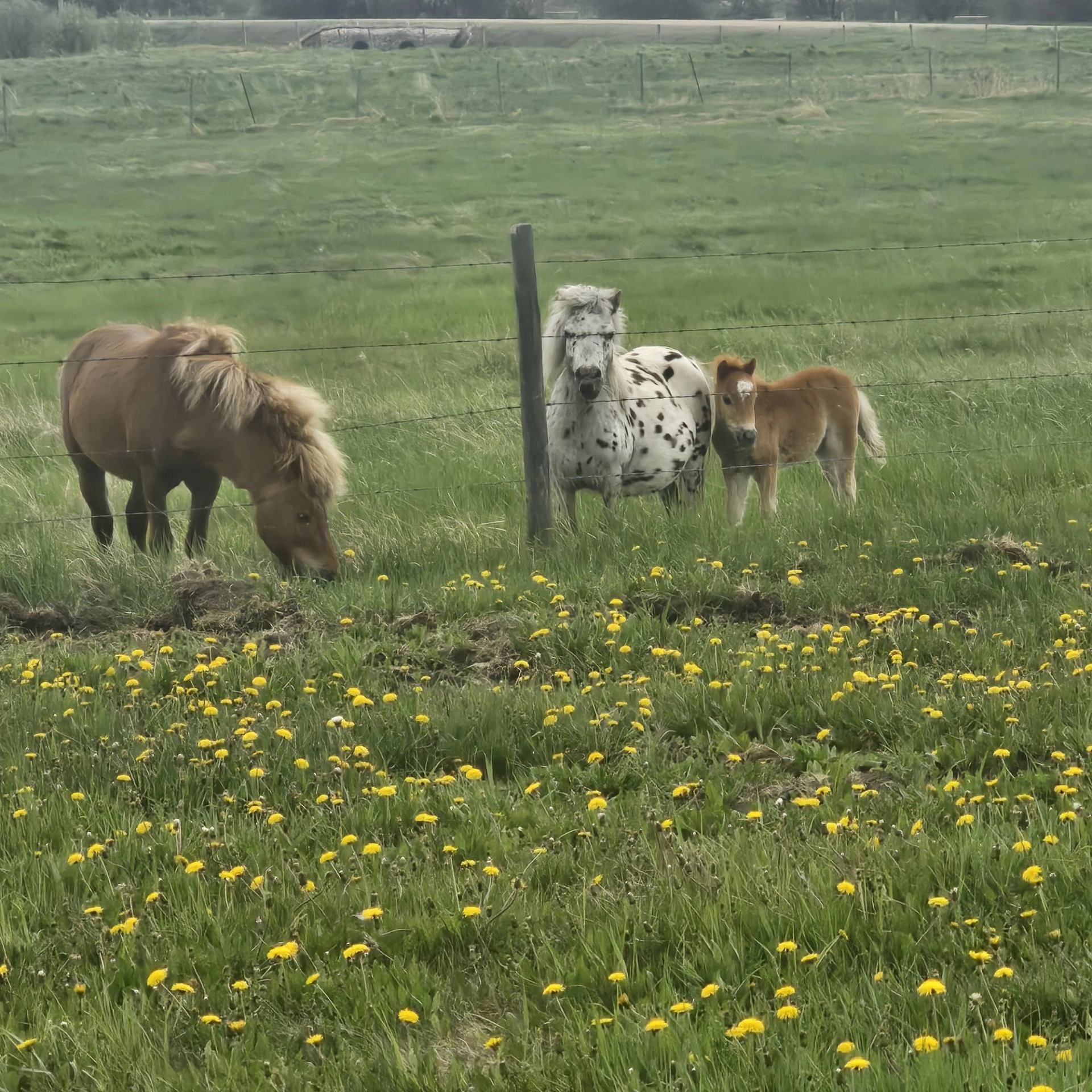 Three small horses stand in a grassy field with yellow wildflowers and fencing.