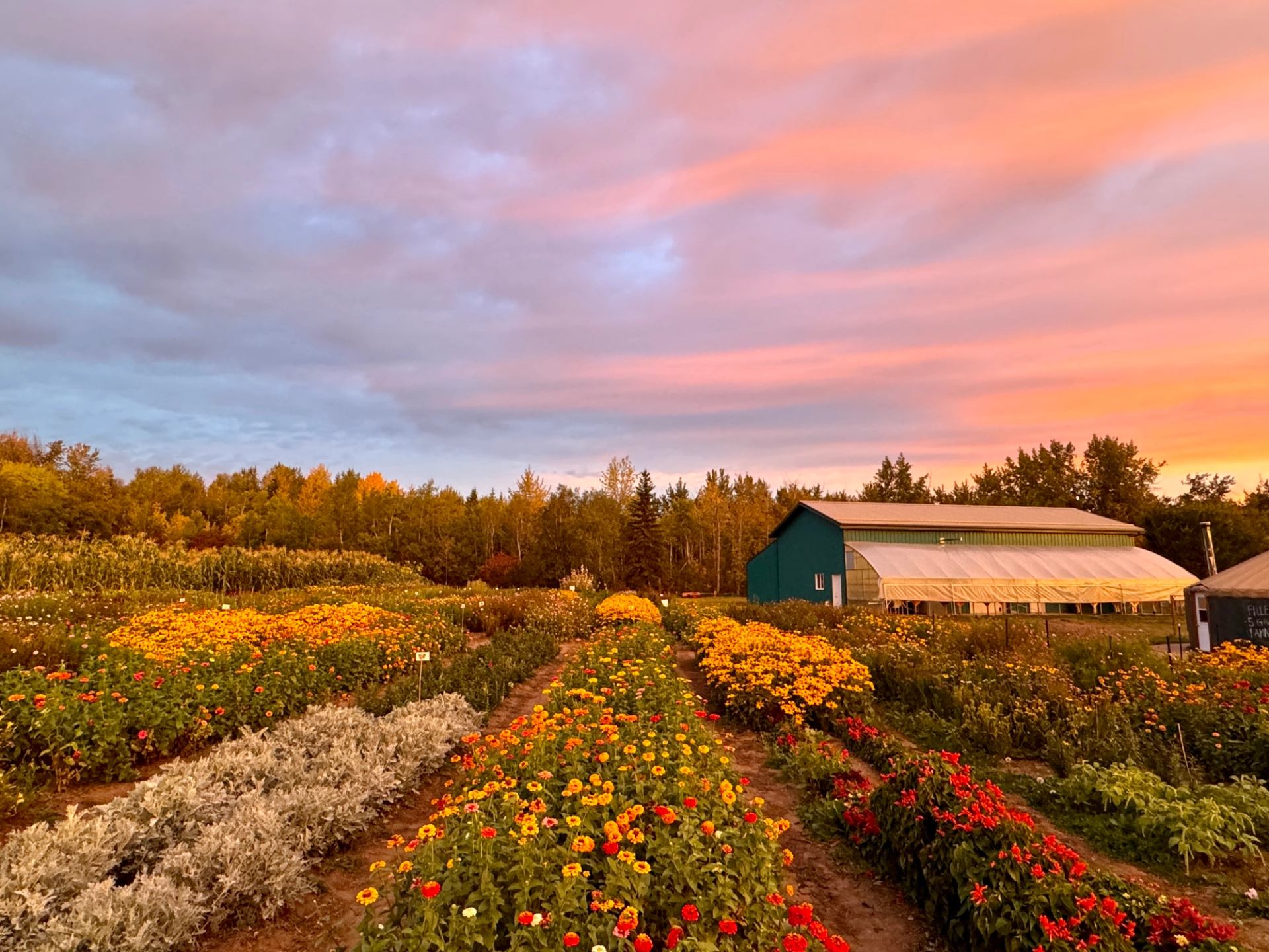 Rows of blooming flowers at sunset with a green barn and trees in the background.
