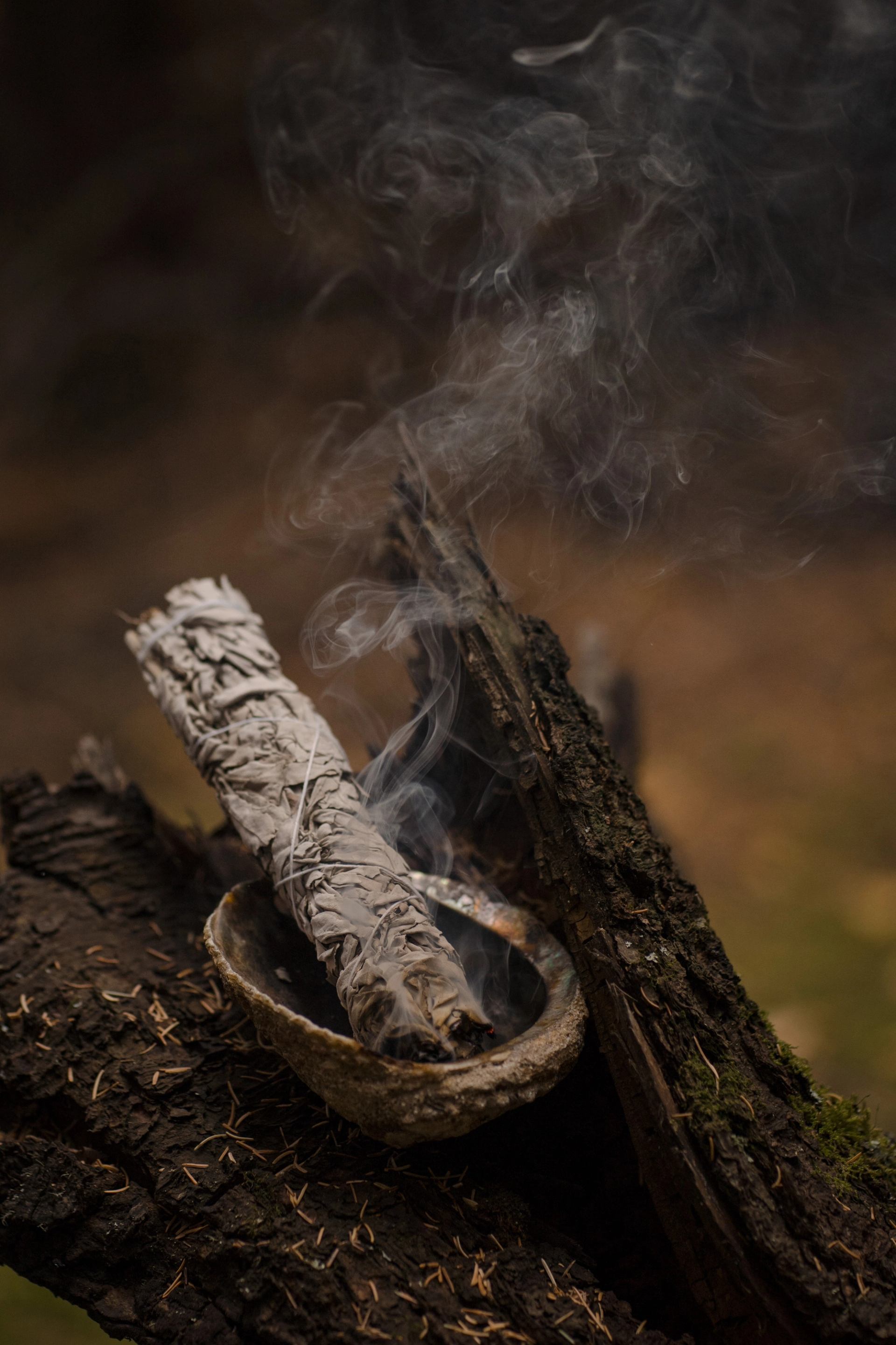 Burning sage smudge stick in a shell bowl, releasing smoke on a tree stump in a forest setting. Ask ChatGPT