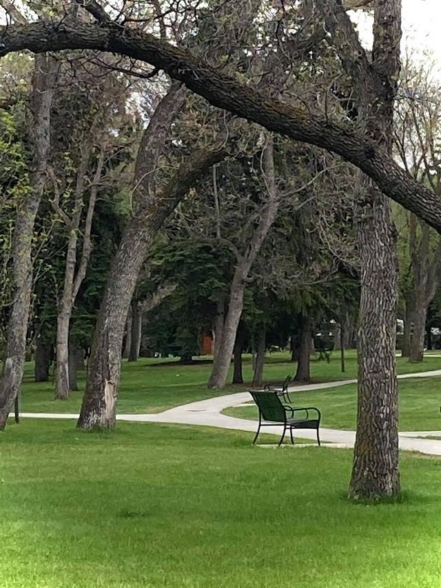Curving park path lined with tall trees and green grass, leading to a bench in Borden Park.