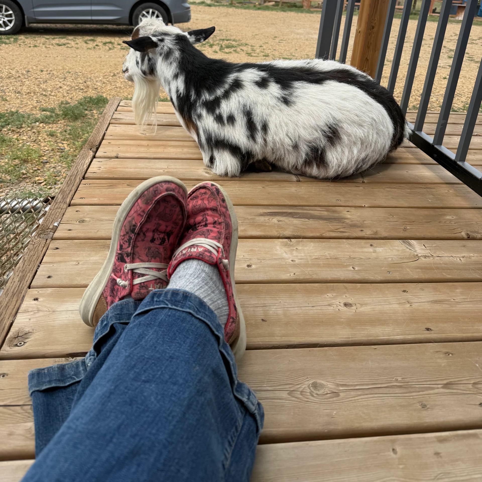 Person relaxing on deck with goat lying nearby; jeans, red shoes, and outdoor setting visible.