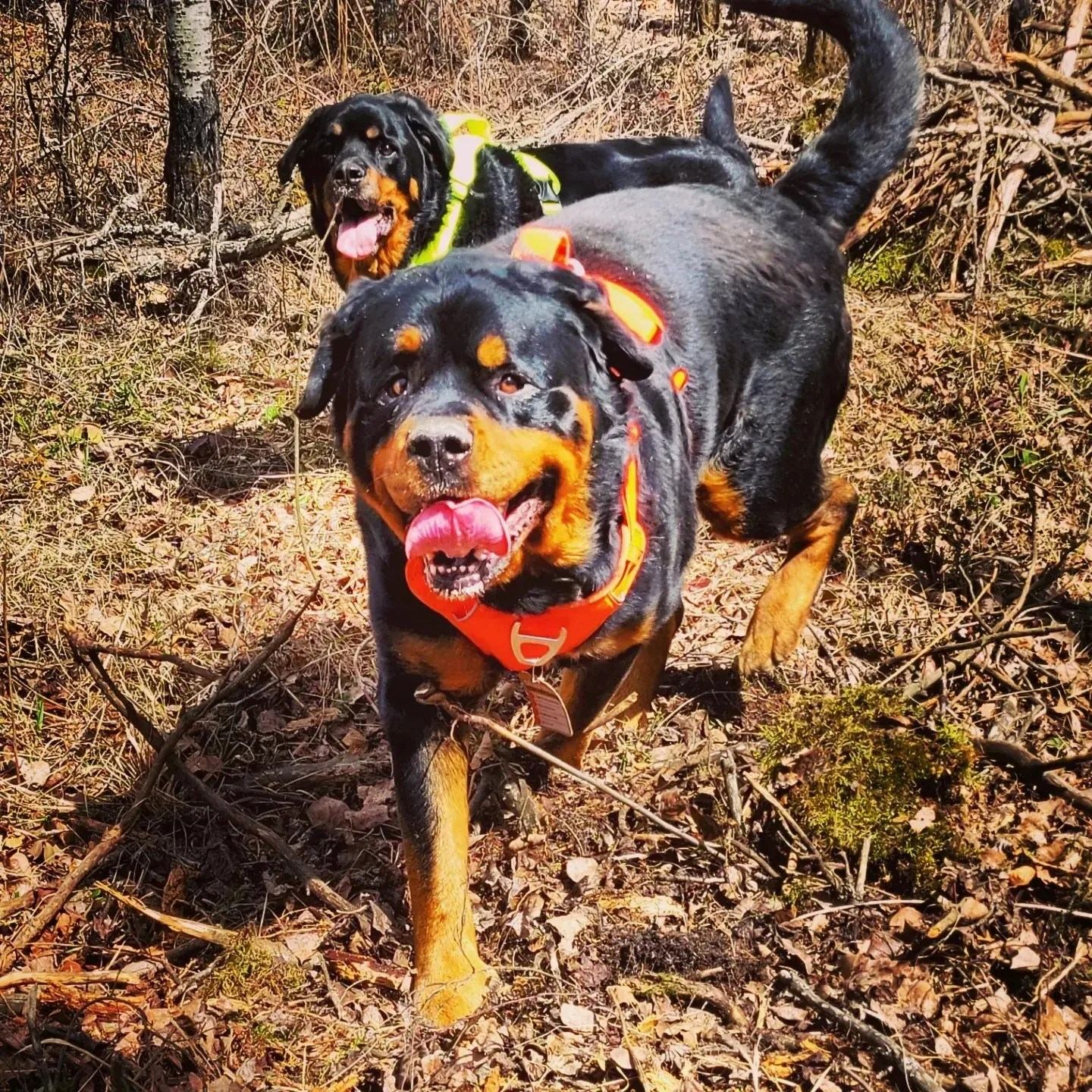 Dogs running outdoors on dry grass, wearing red and green collars.