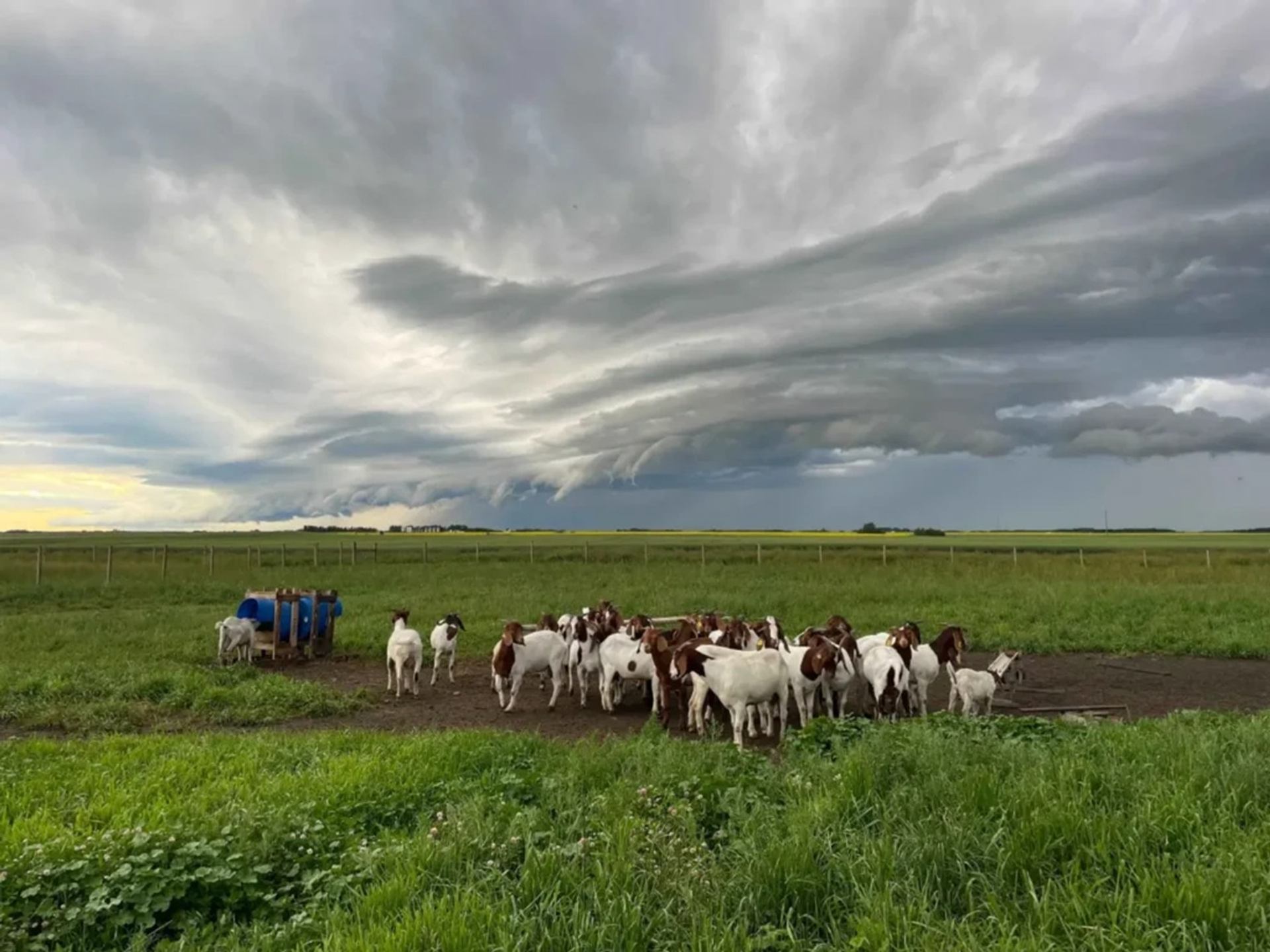 Goats stand in a green pasture under dramatic layered storm clouds.