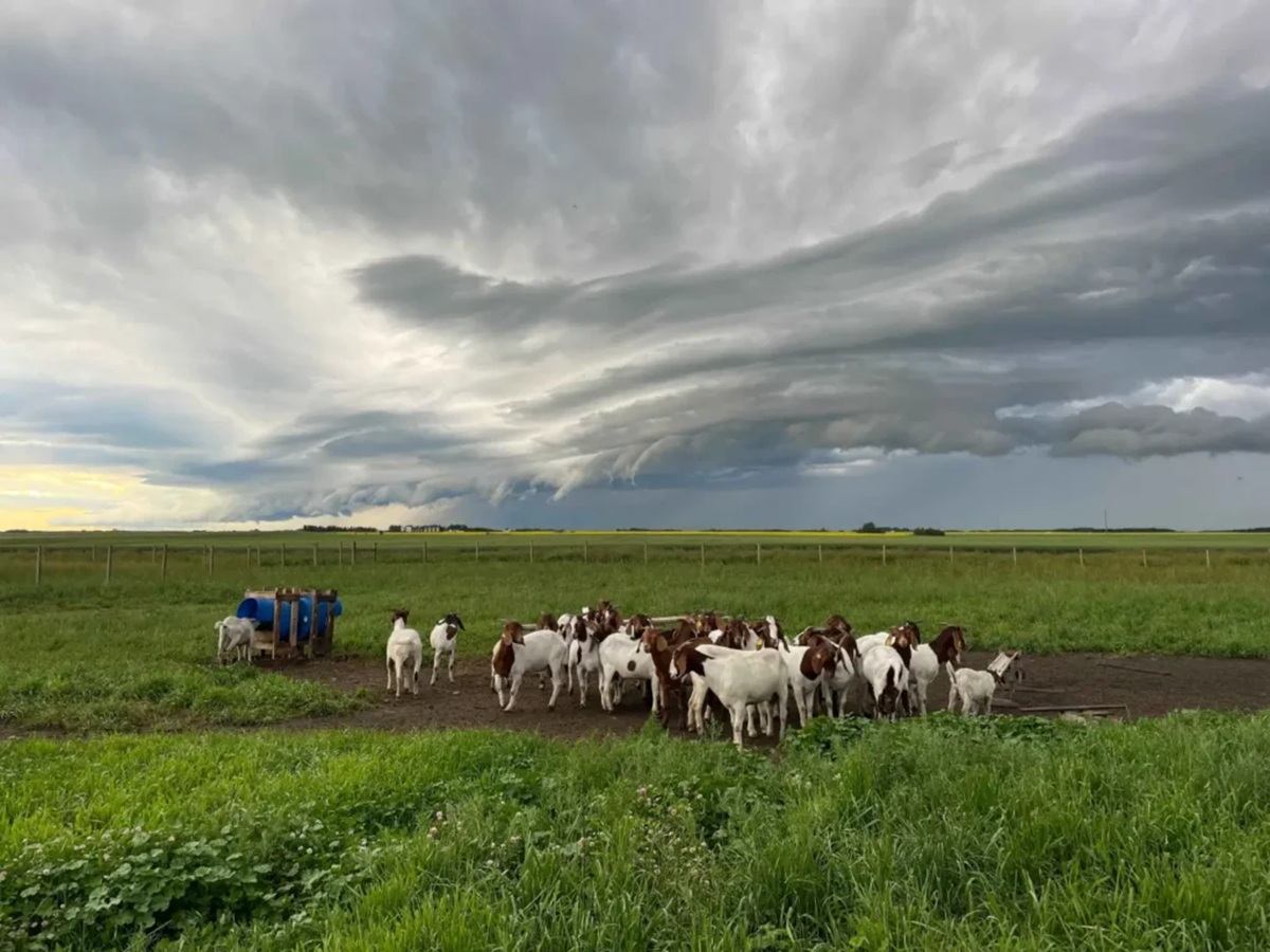 Goats stand in a green pasture under dramatic layered storm clouds.