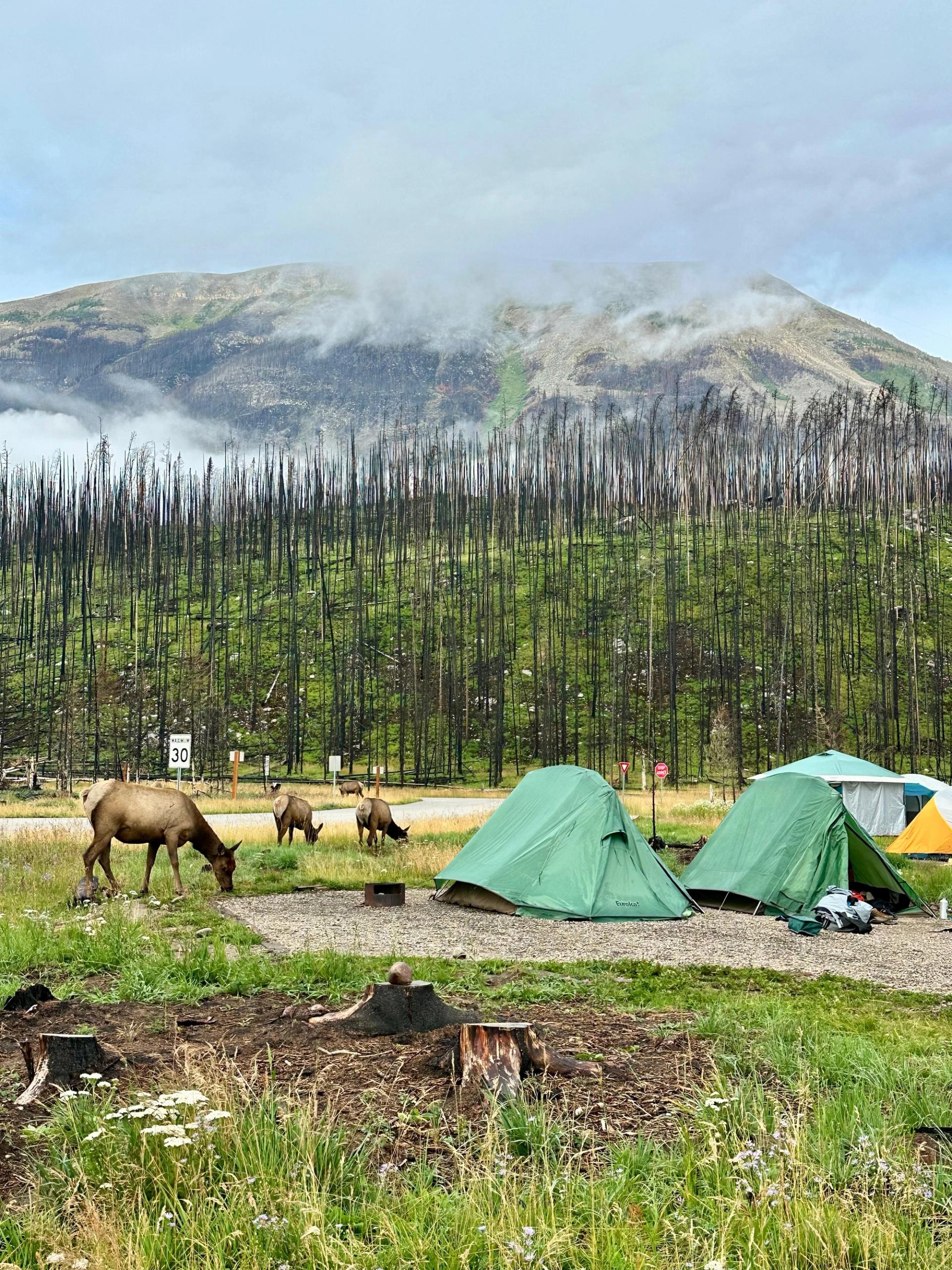 Green camping tents surrounded by elk with mountains in the background.