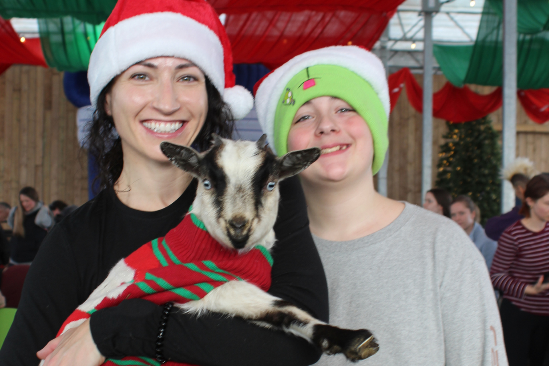 People and a goat in festive outfits at Granary Road during Christmas.