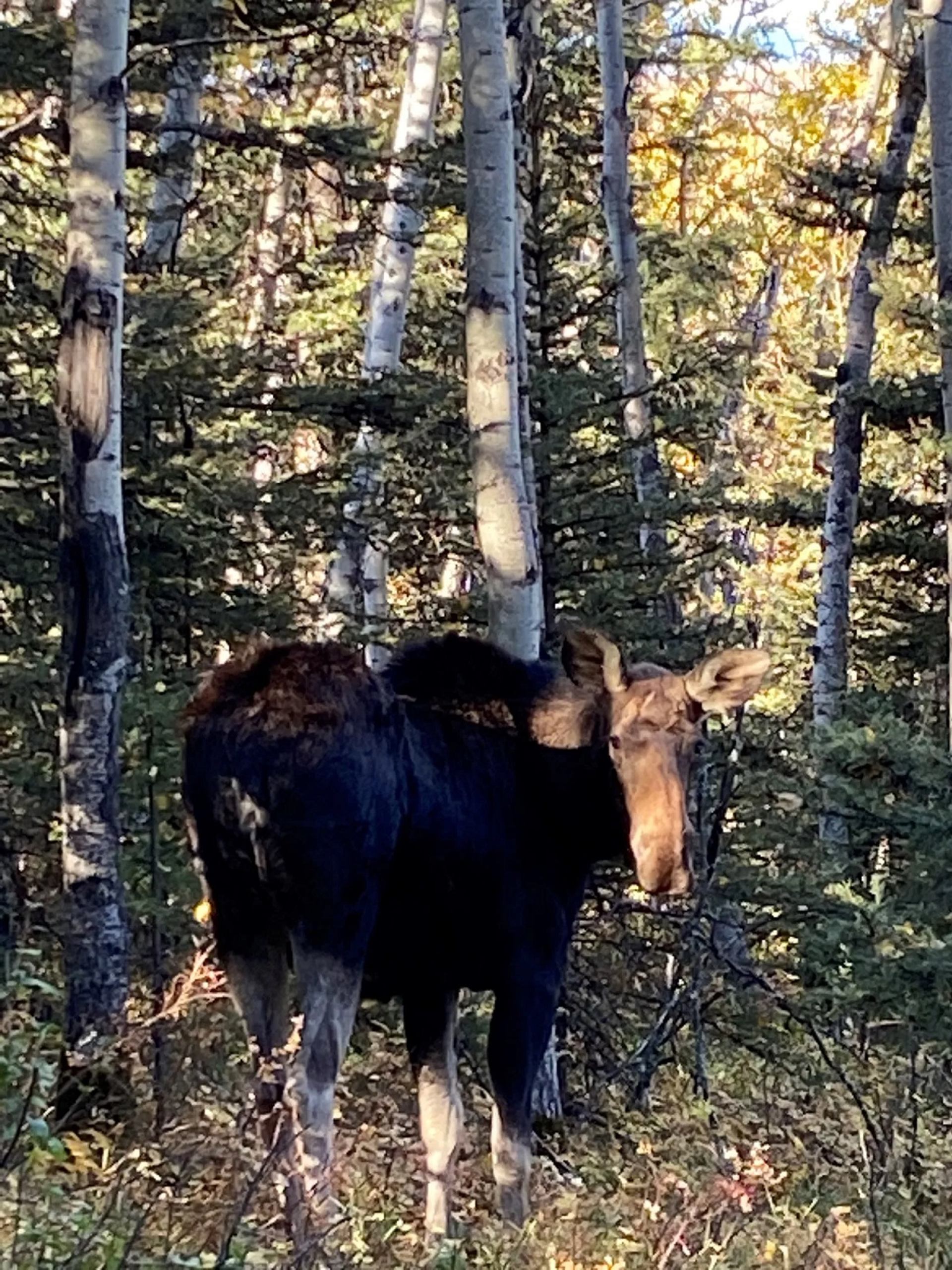 Moose standing in sunlit forest among tall, slender trees.