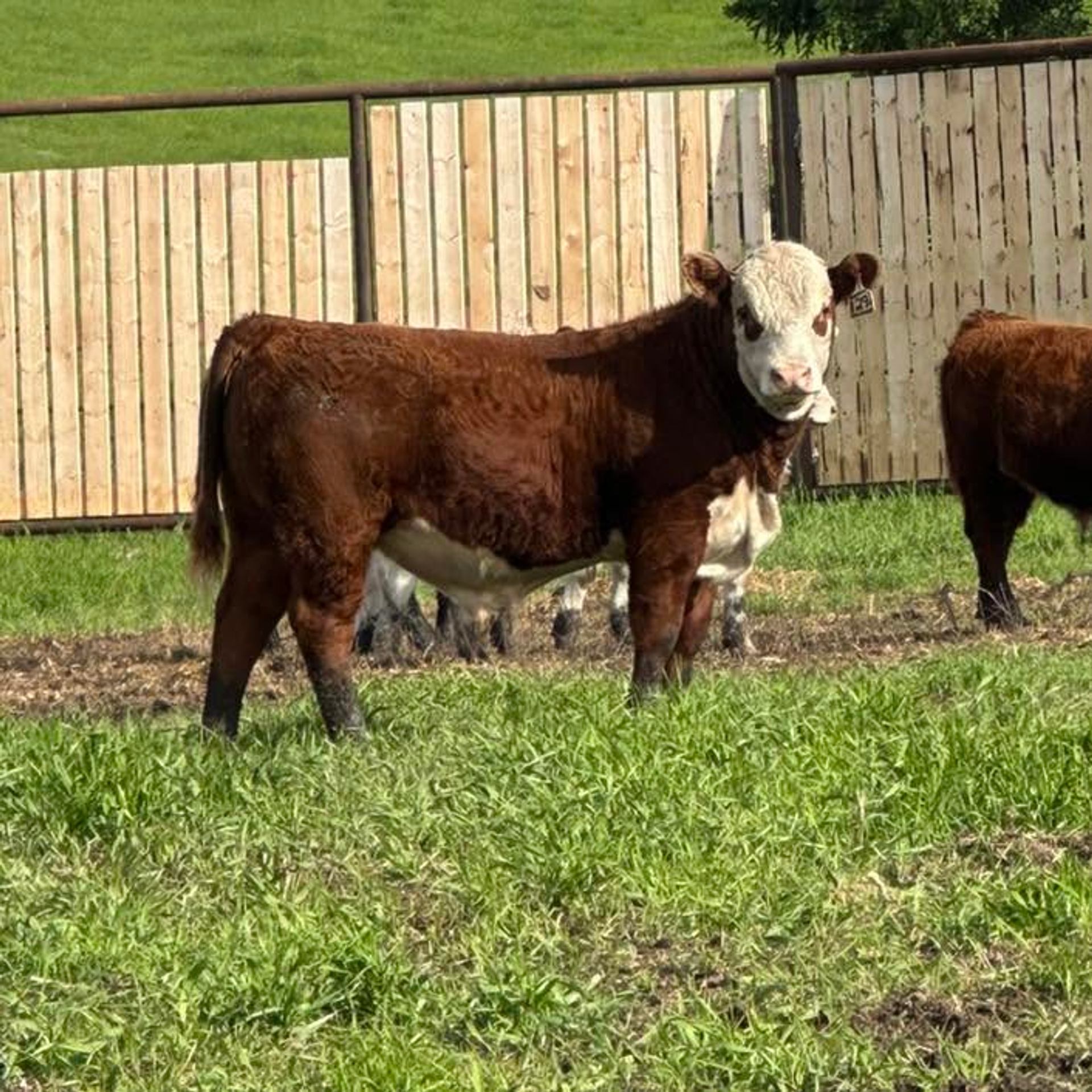 Brown and white cow standing on green grass in front of a wooden fence.