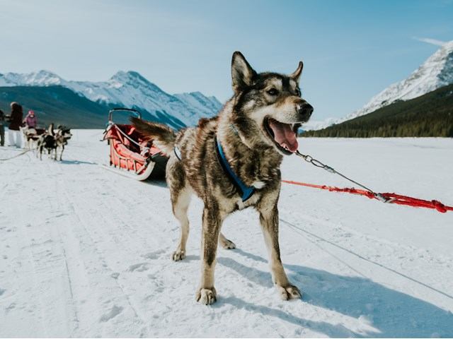 A dog hauling a sled with snow underneath.
