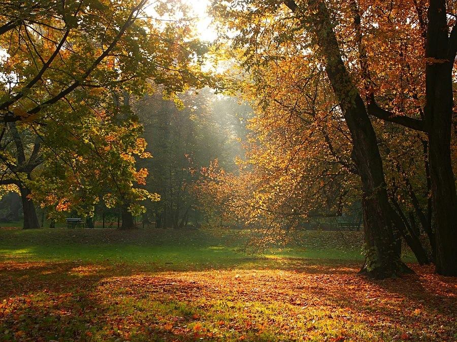 Sunlight streaming through autumn trees with golden leaves on the ground.