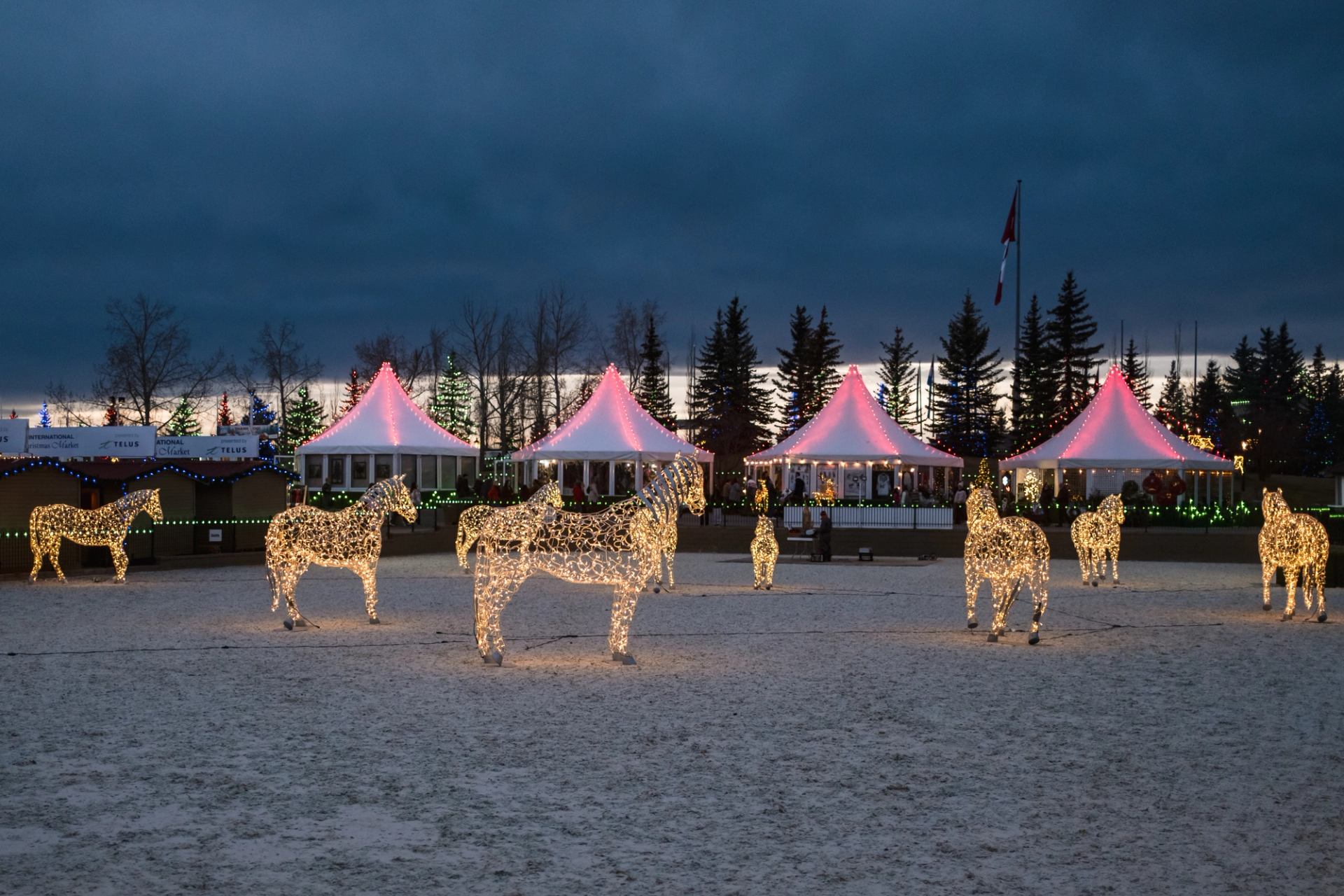 Illuminated horse sculptures displayed outdoors at the International Christmas Market.